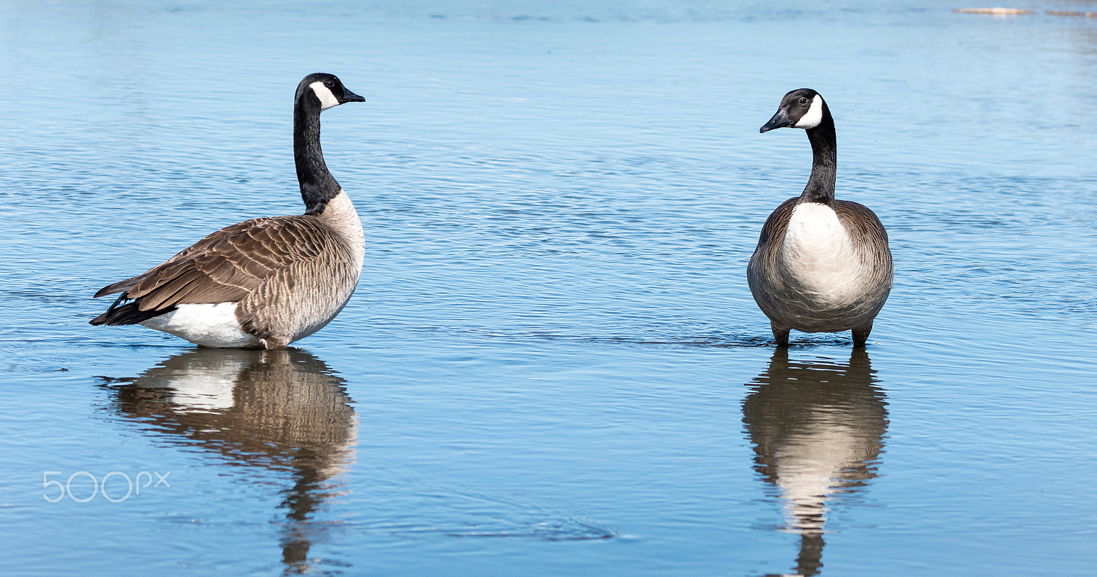 Nikon D500 sample photo. Friendly fellers photography