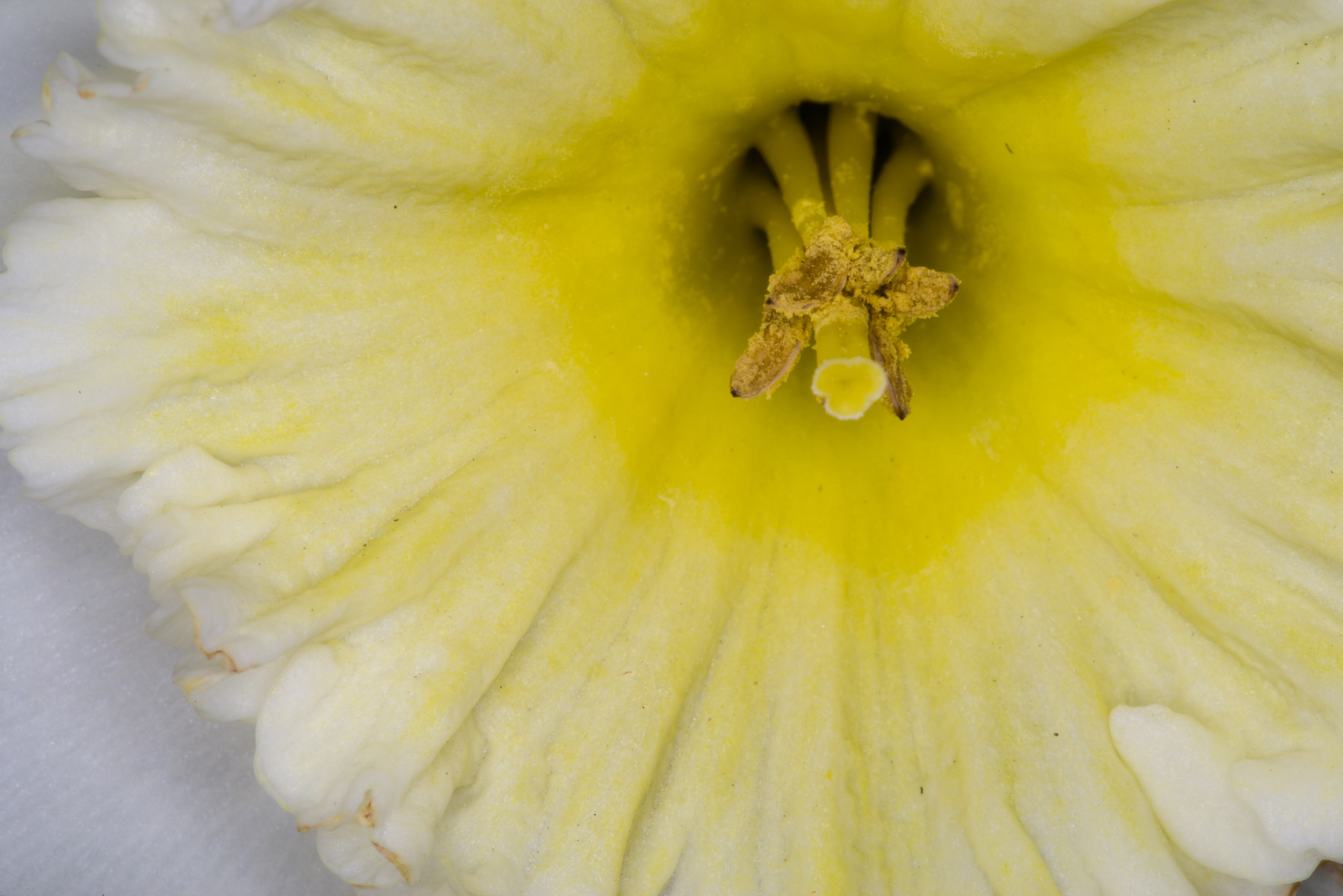 Pentax K-1 + Pentax smc D-FA 100mm F2.8 Macro WR sample photo. Daffodil close-up photography