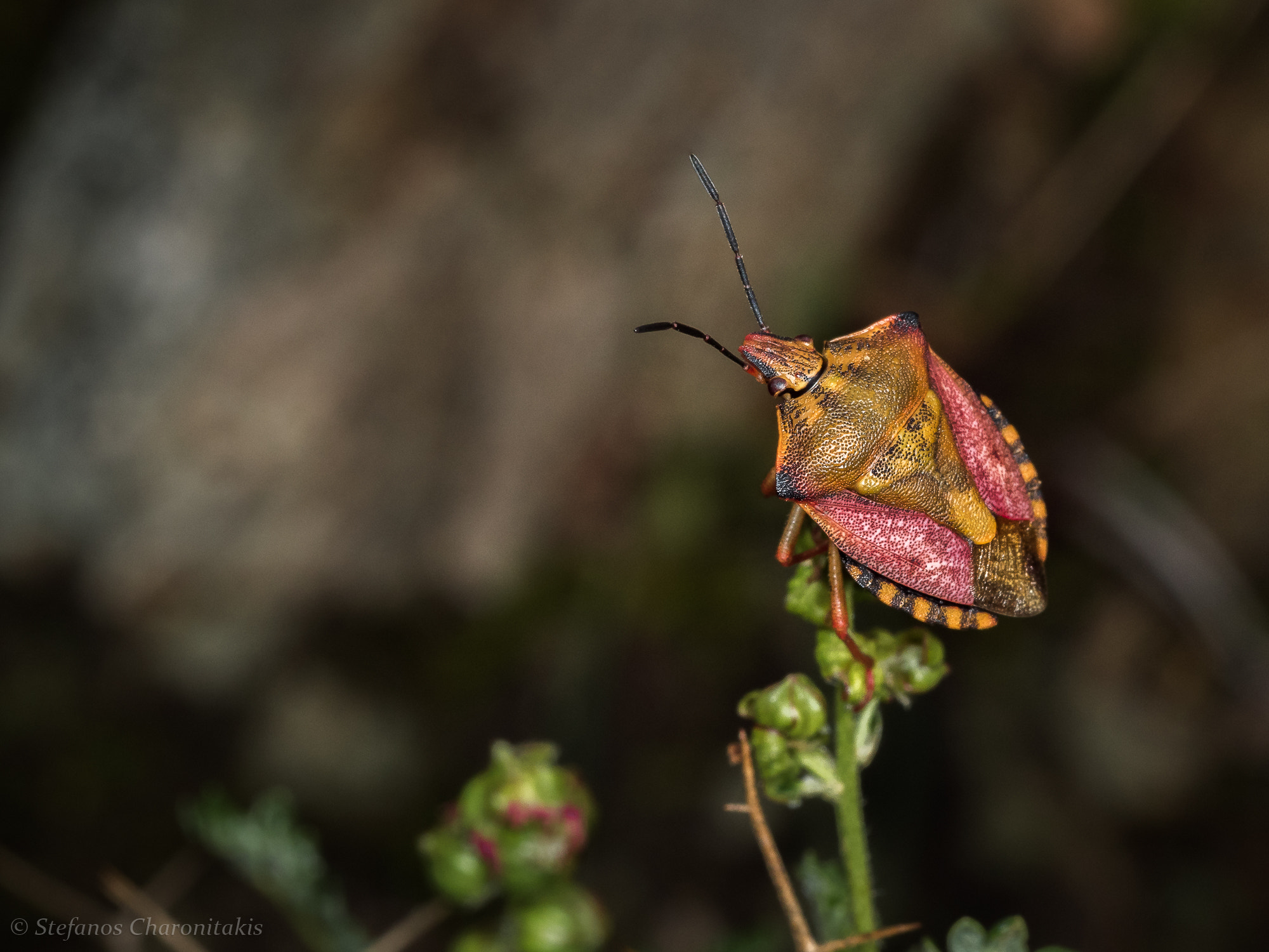 Olympus M.Zuiko Digital ED 60mm F2.8 Macro sample photo. Raphigaster nebulosa ... photography
