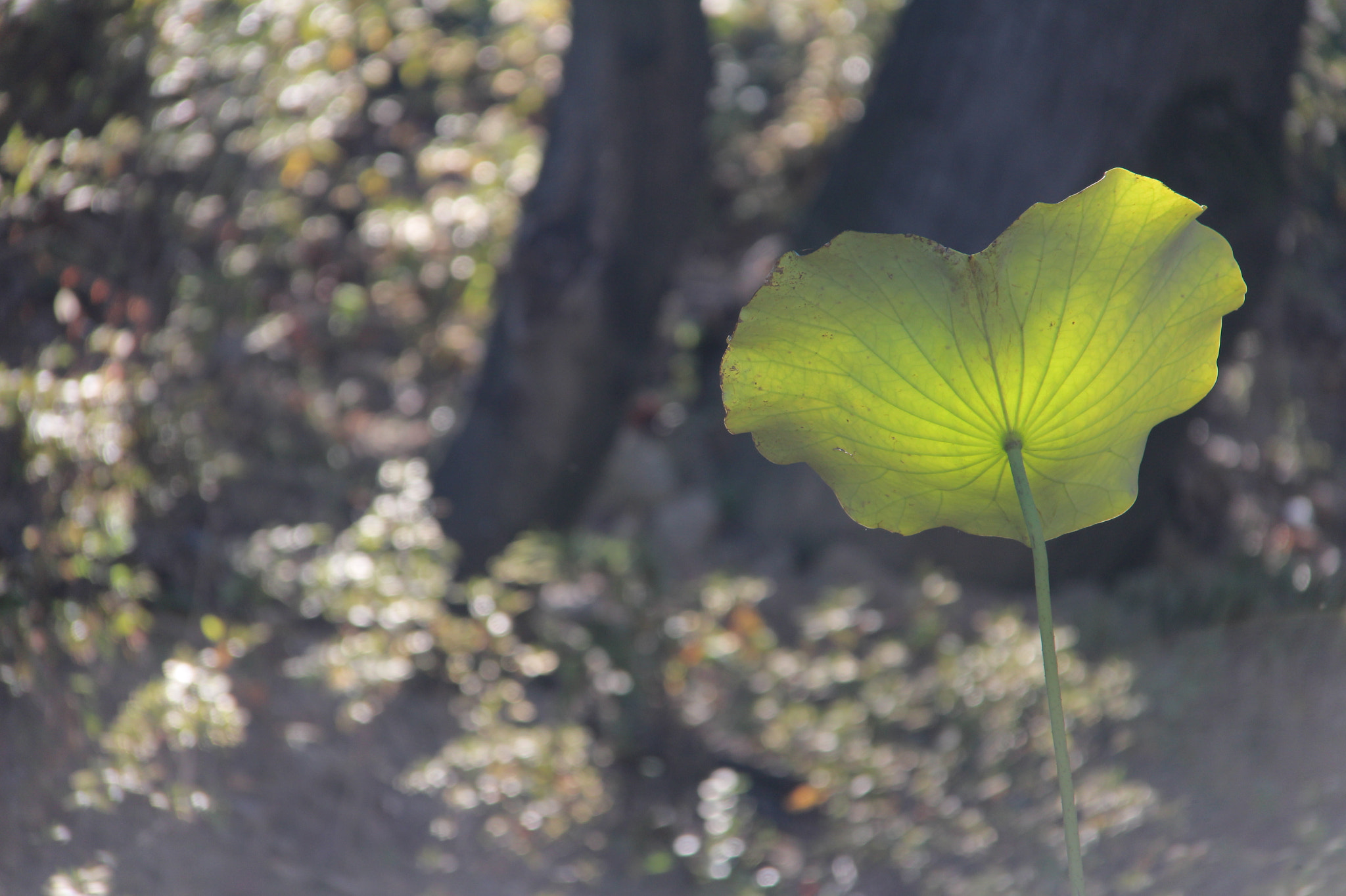 Canon EF-S 18-200mm F3.5-5.6 IS sample photo
