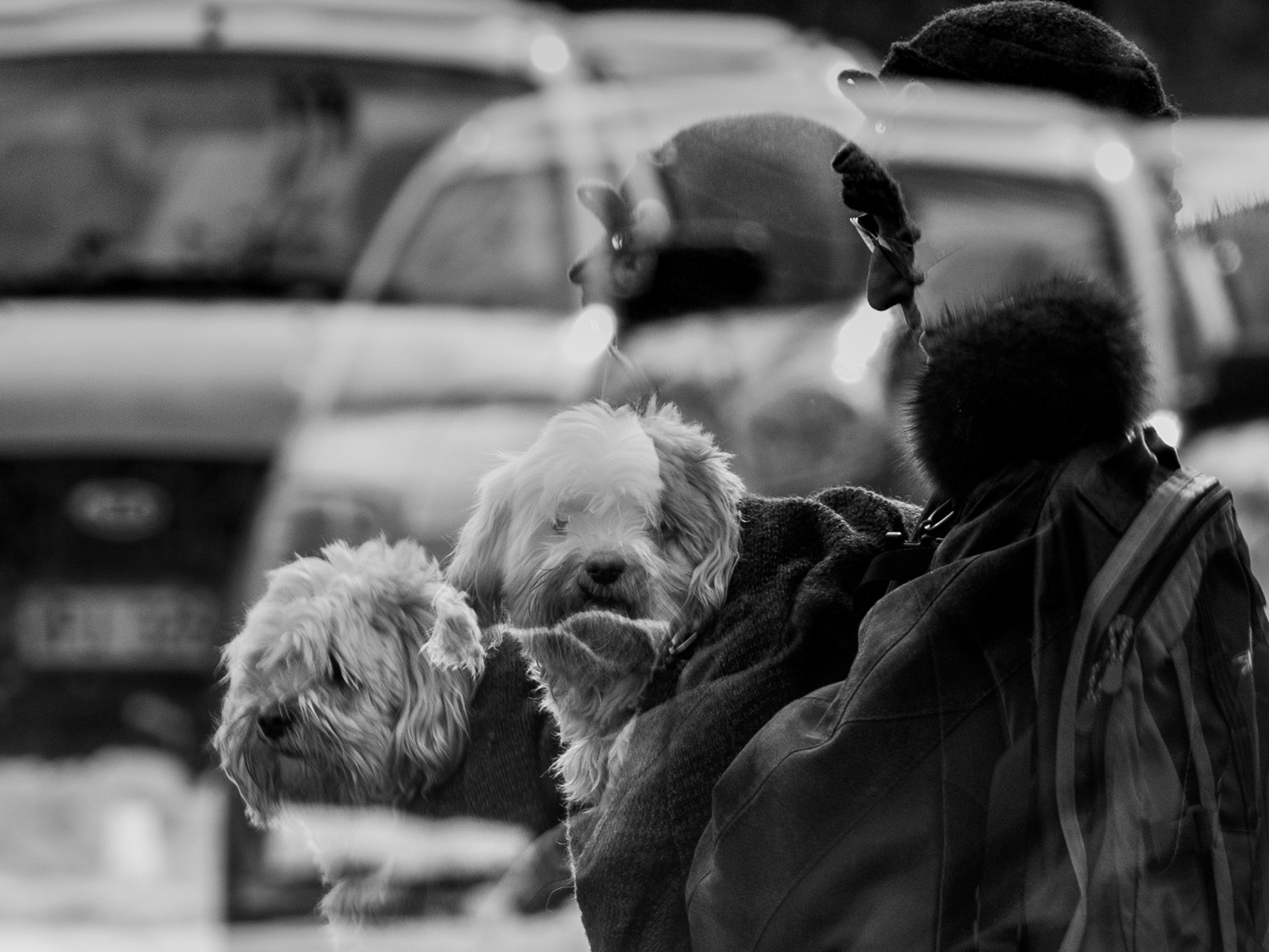 Nikon Nikkor AF-S 300mm F4E PF ED VR sample photo. Dog in "double-expose" photography