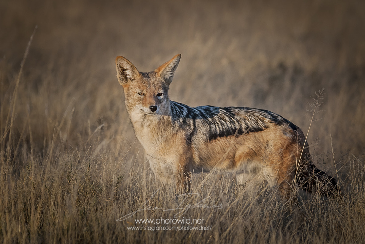 Canon EOS-1D + Canon EF 300mm F4L IS USM sample photo. Black-backed jakal (canis mesomelas) photography