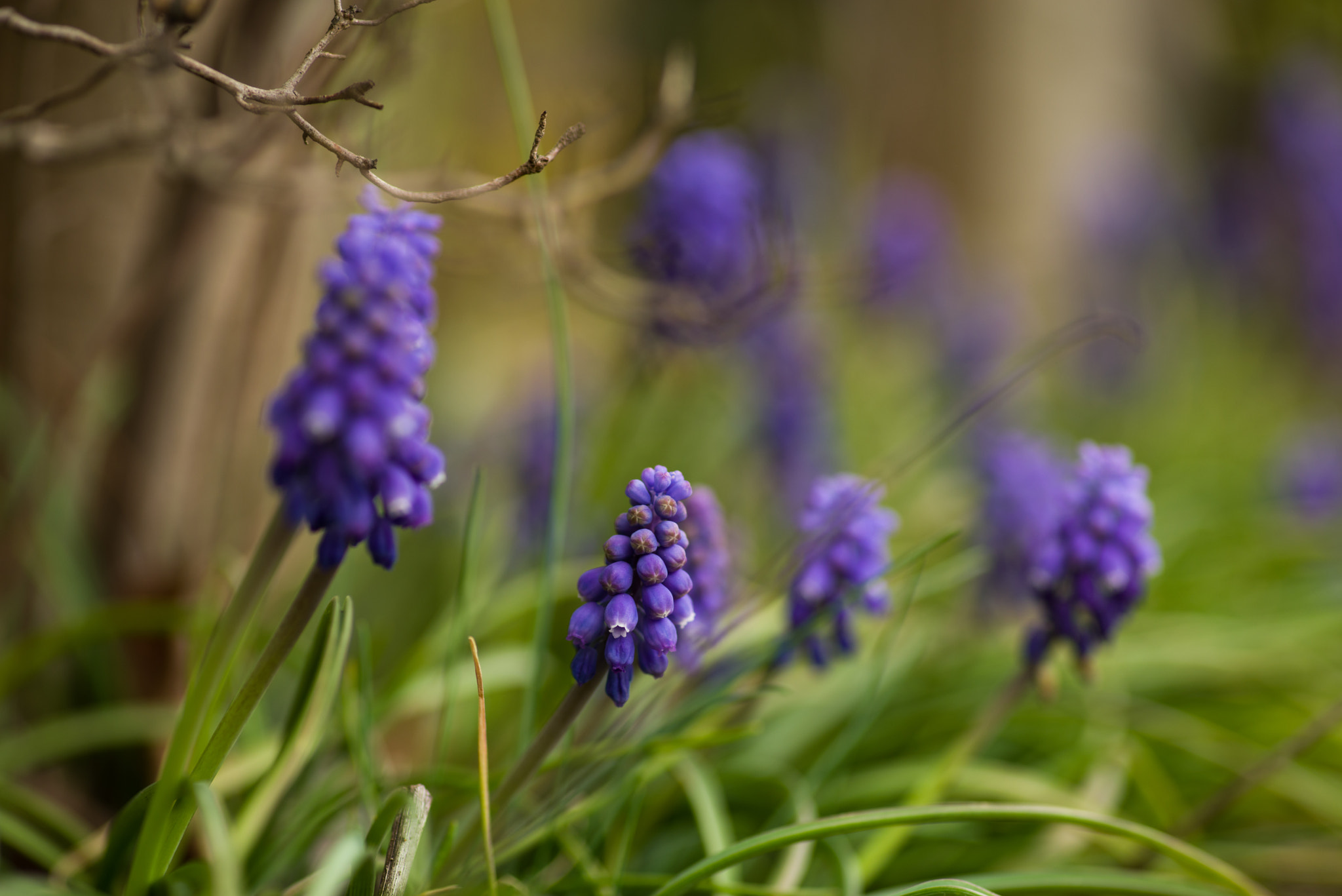 Pentax smc D-FA 100mm F2.8 Macro WR sample photo. Grape hyacinth photography
