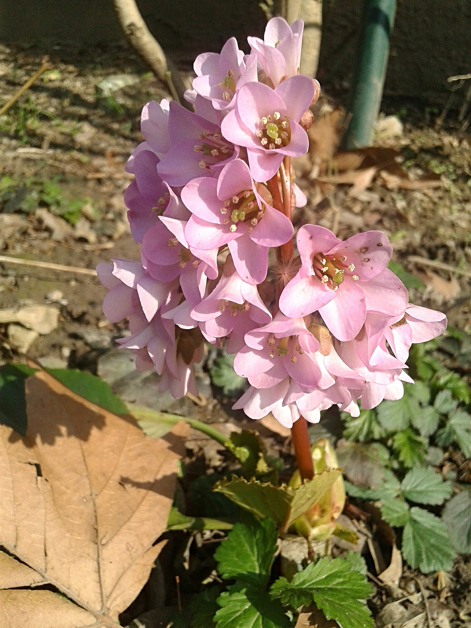 Samsung Galaxy Grand Neo Plus sample photo. Pink flower photography