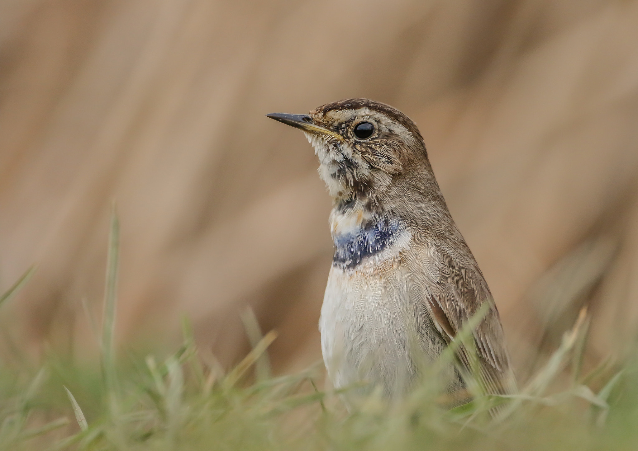 Canon EF 500mm F4L IS USM sample photo. Mgl photography