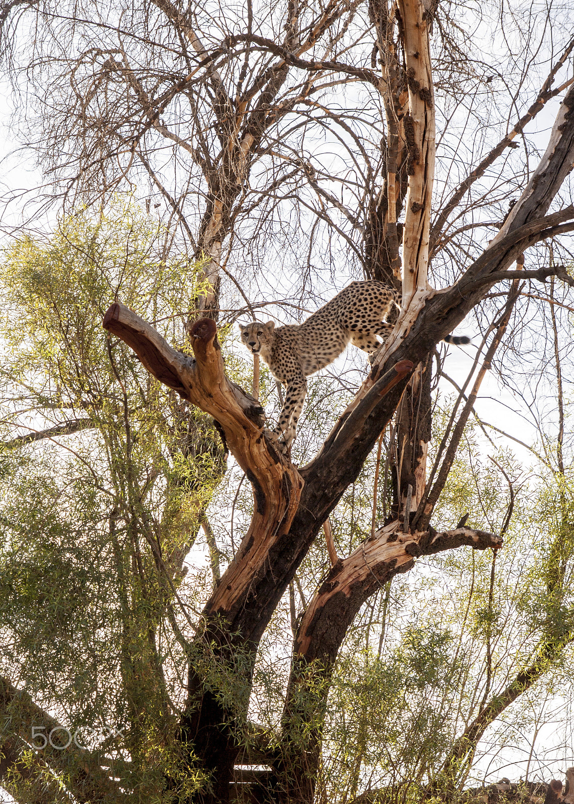Tamron SP AF 17-50mm F2.8 XR Di II LD Aspherical (IF) sample photo. Cheetah photography