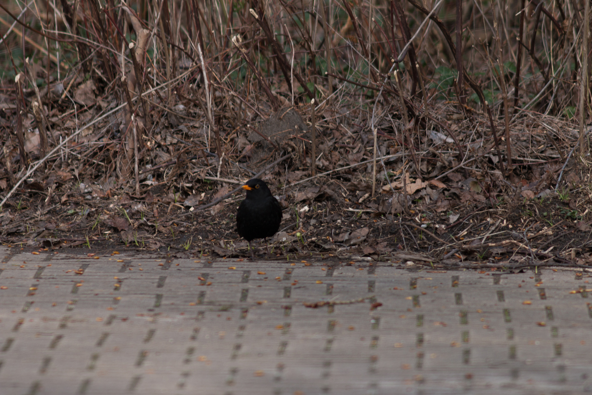 Canon EF 200mm f/2.8L II + 2x sample photo. Blackbird photography