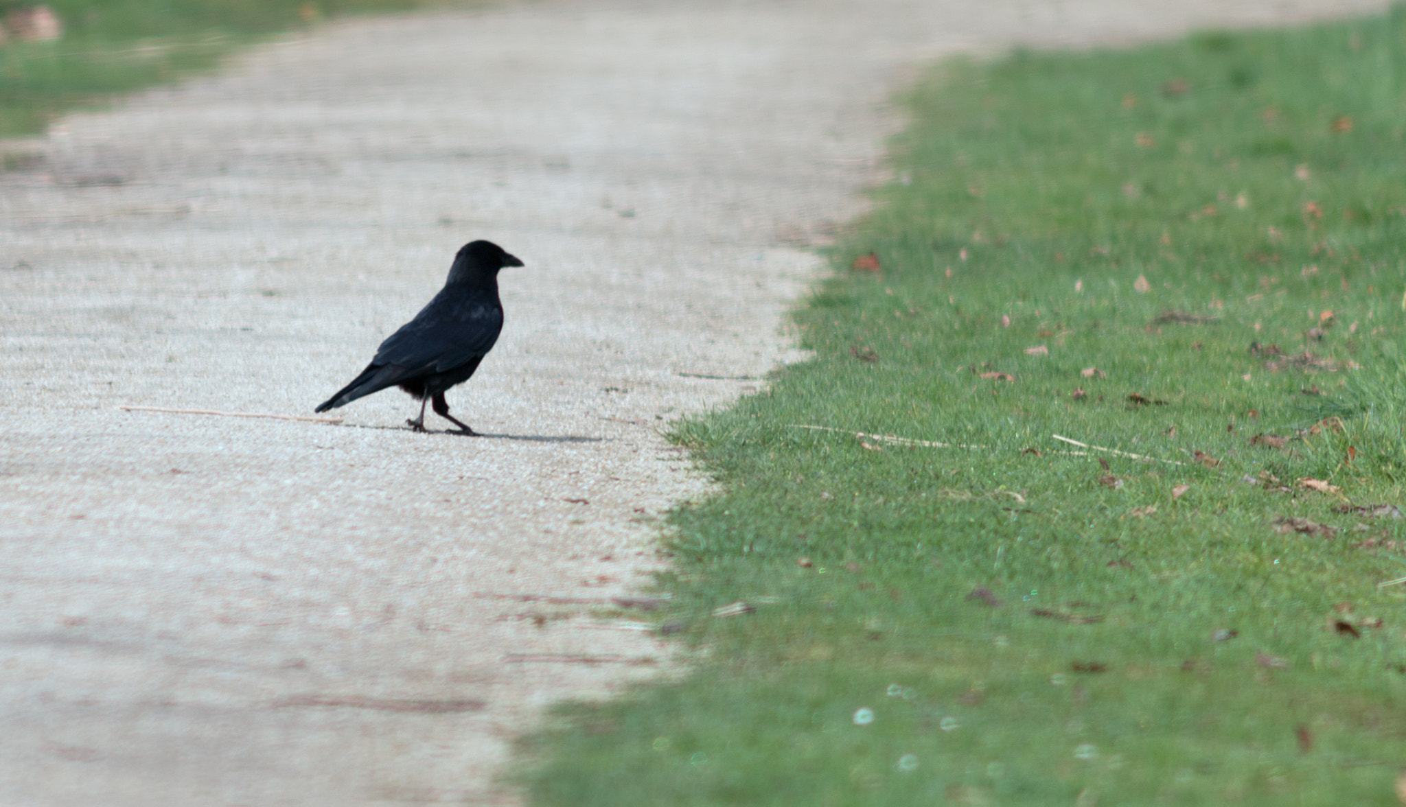Canon EF 200mm f/2.8L II + 2x sample photo. Common raven photography
