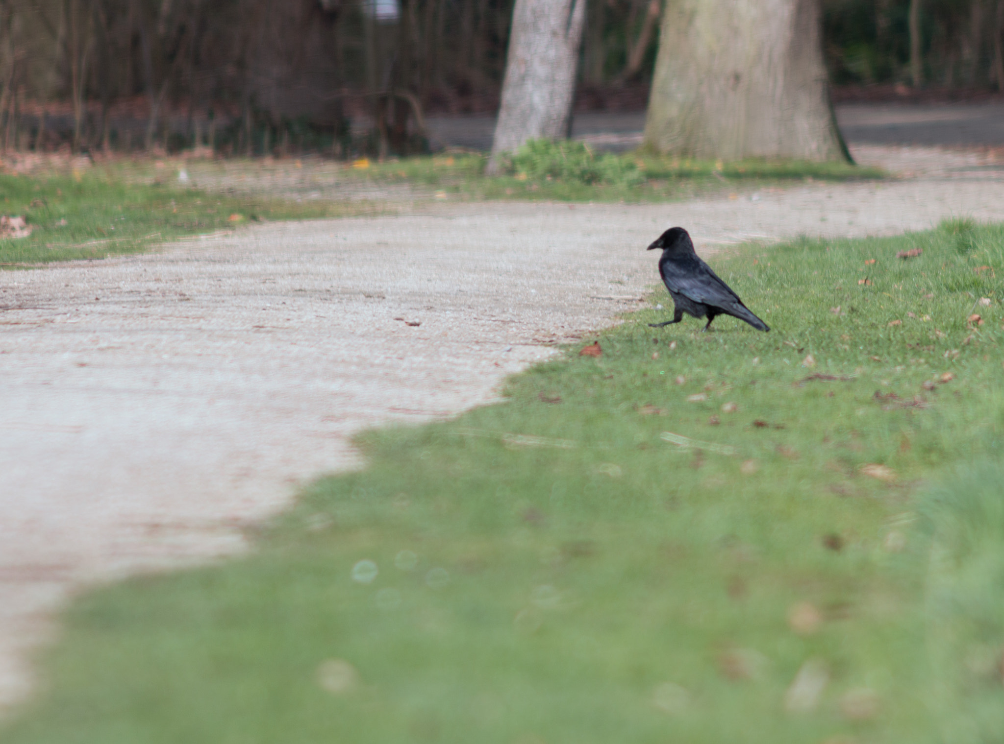 Canon EF 200mm f/2.8L II + 2x sample photo. Raven photography
