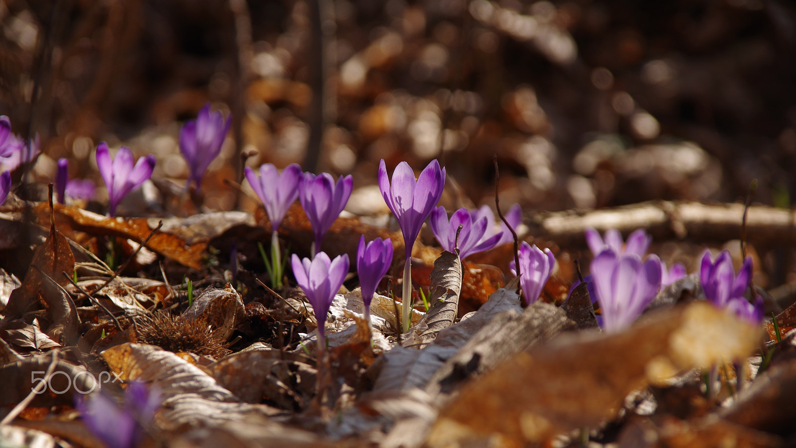 Pentax K-50 sample photo. Crocuses in forrest photography