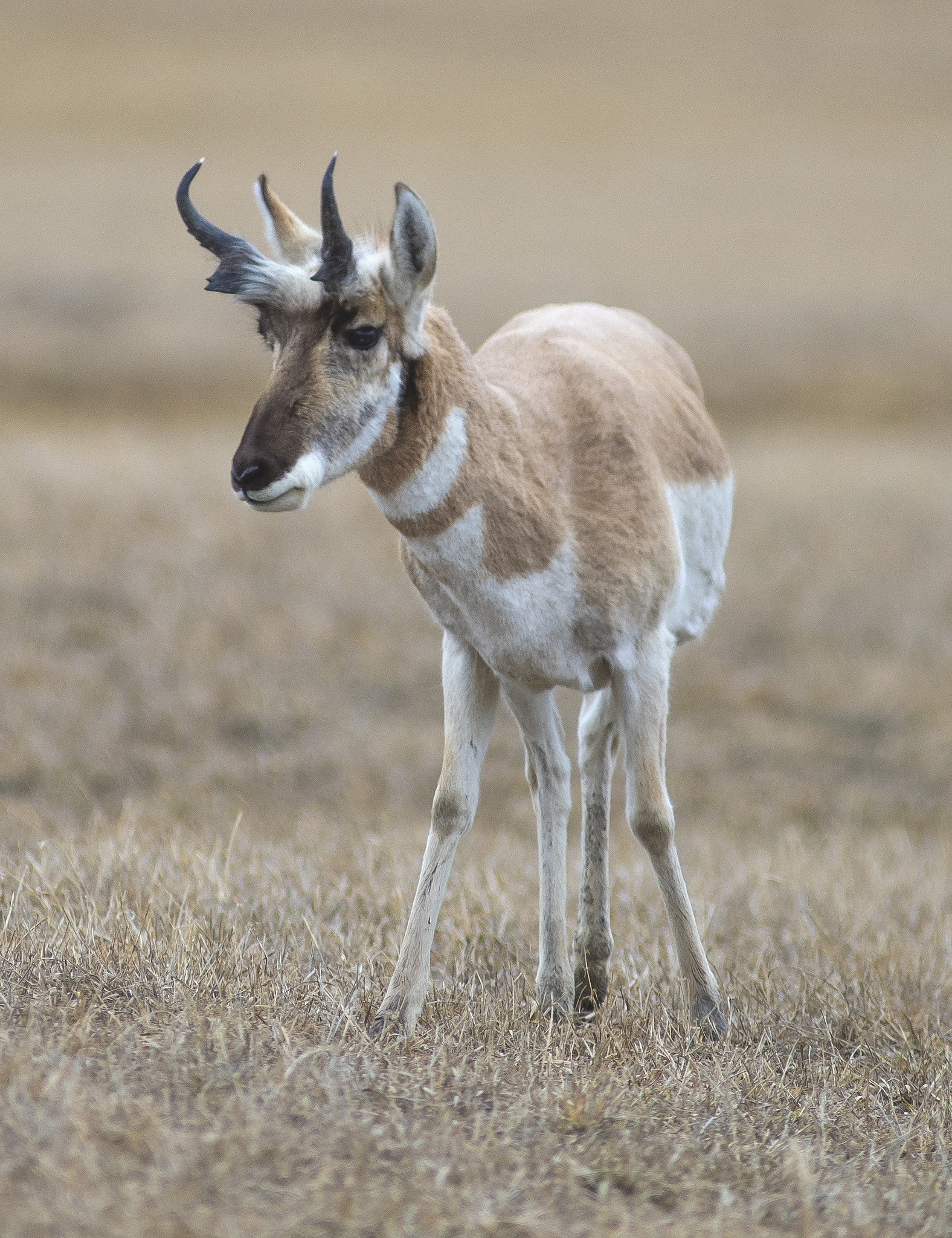 Canon EF 200mm F2.8L II USM sample photo. Pronghorn deer photography