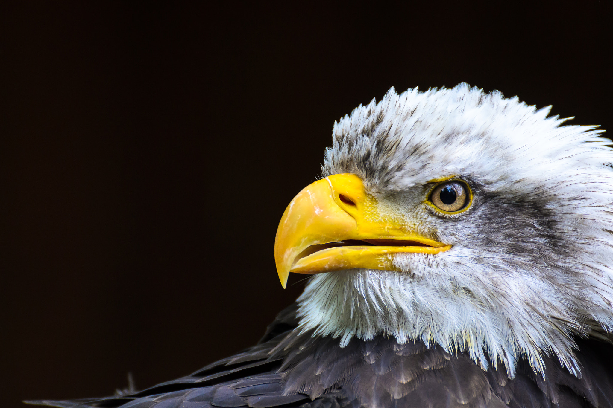 Nikon D3100 sample photo. Portrait of a bald eagle photography