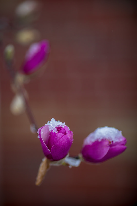 Canon EOS 5D Mark IV + Canon EF 135mm F2L USM sample photo. D photography