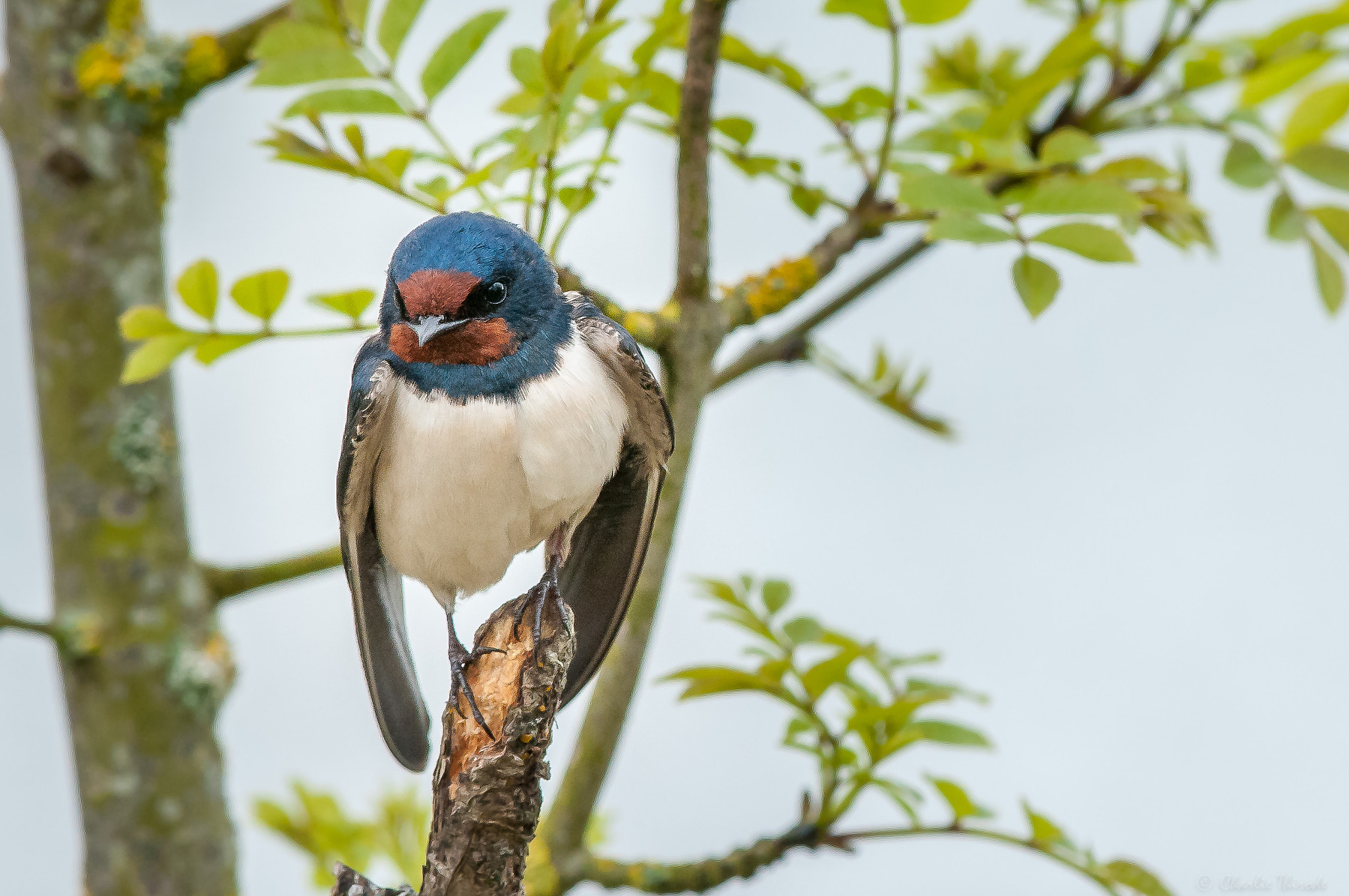 Nikon D300 + Nikon AF-S Nikkor 300mm F4D ED-IF sample photo. Une hirondelle a fait le printemps photography