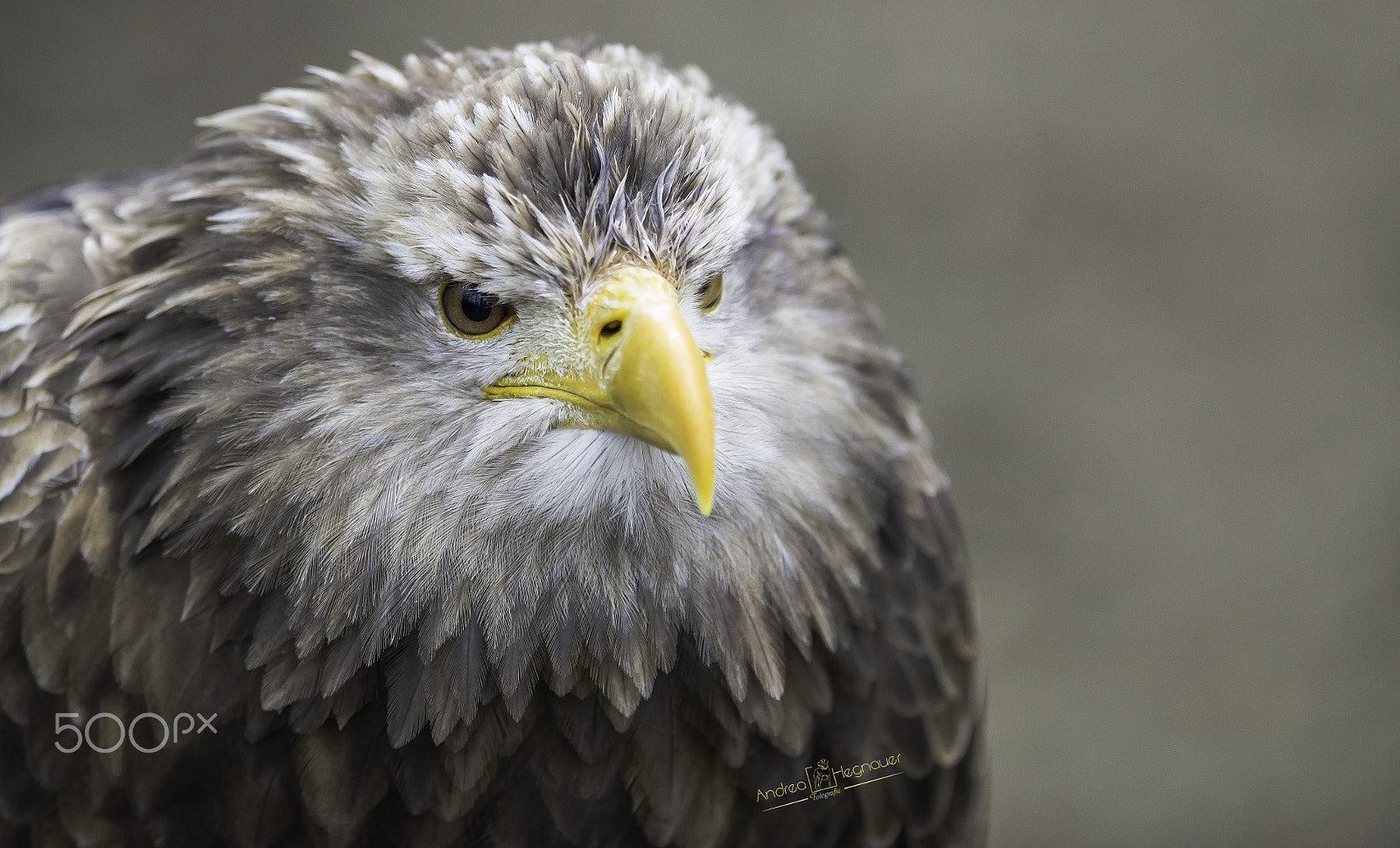 Nikon AF-S Nikkor 300mm F2.8G ED VR II sample photo. Dsc photography