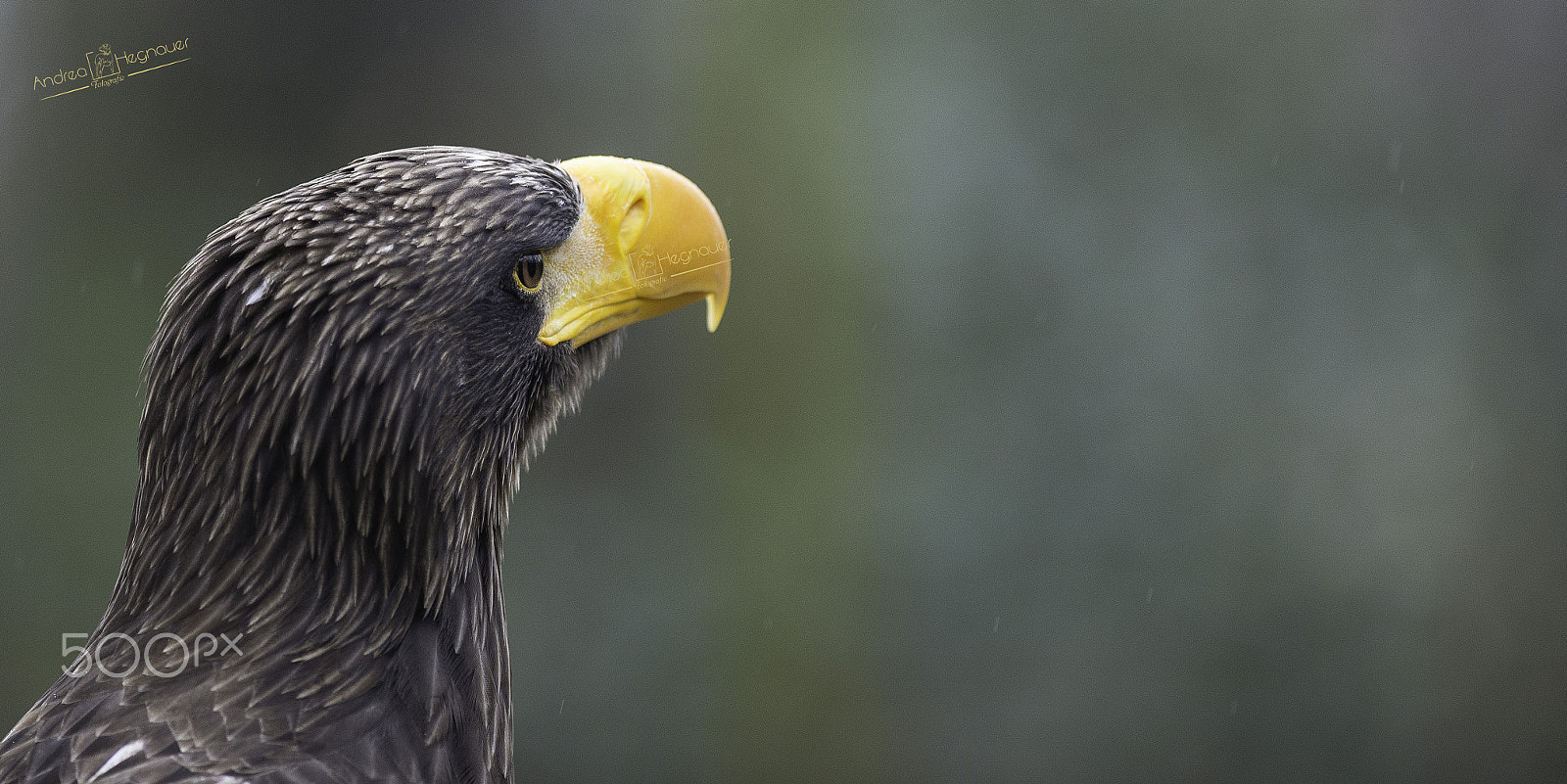 Nikon D600 + Nikon AF-S Nikkor 300mm F2.8G ED VR II sample photo. Dsc photography