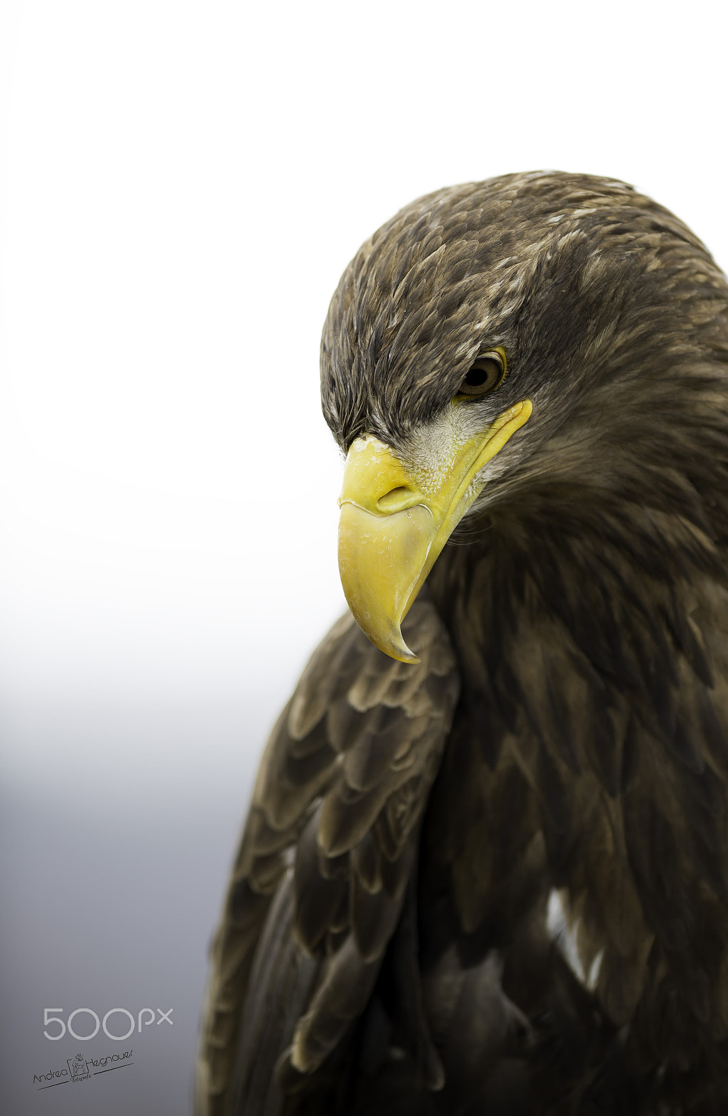 Nikon AF-S Nikkor 300mm F2.8G ED VR II sample photo. Dsc photography