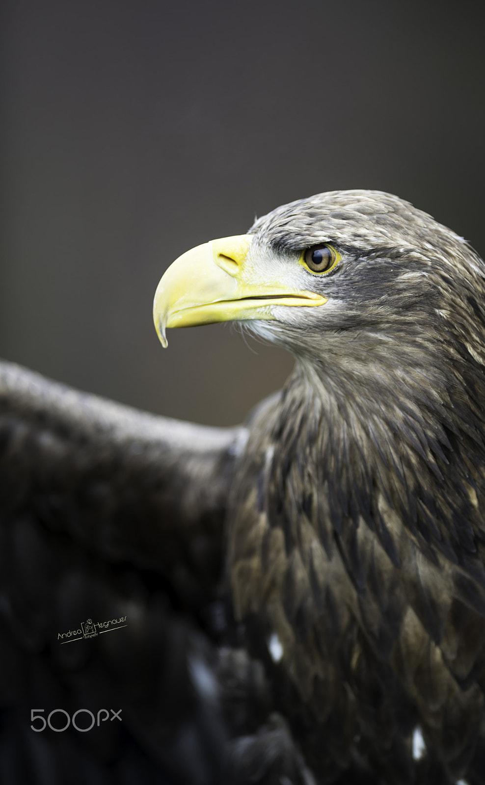 Nikon AF-S Nikkor 300mm F2.8G ED VR II sample photo. Dsc photography