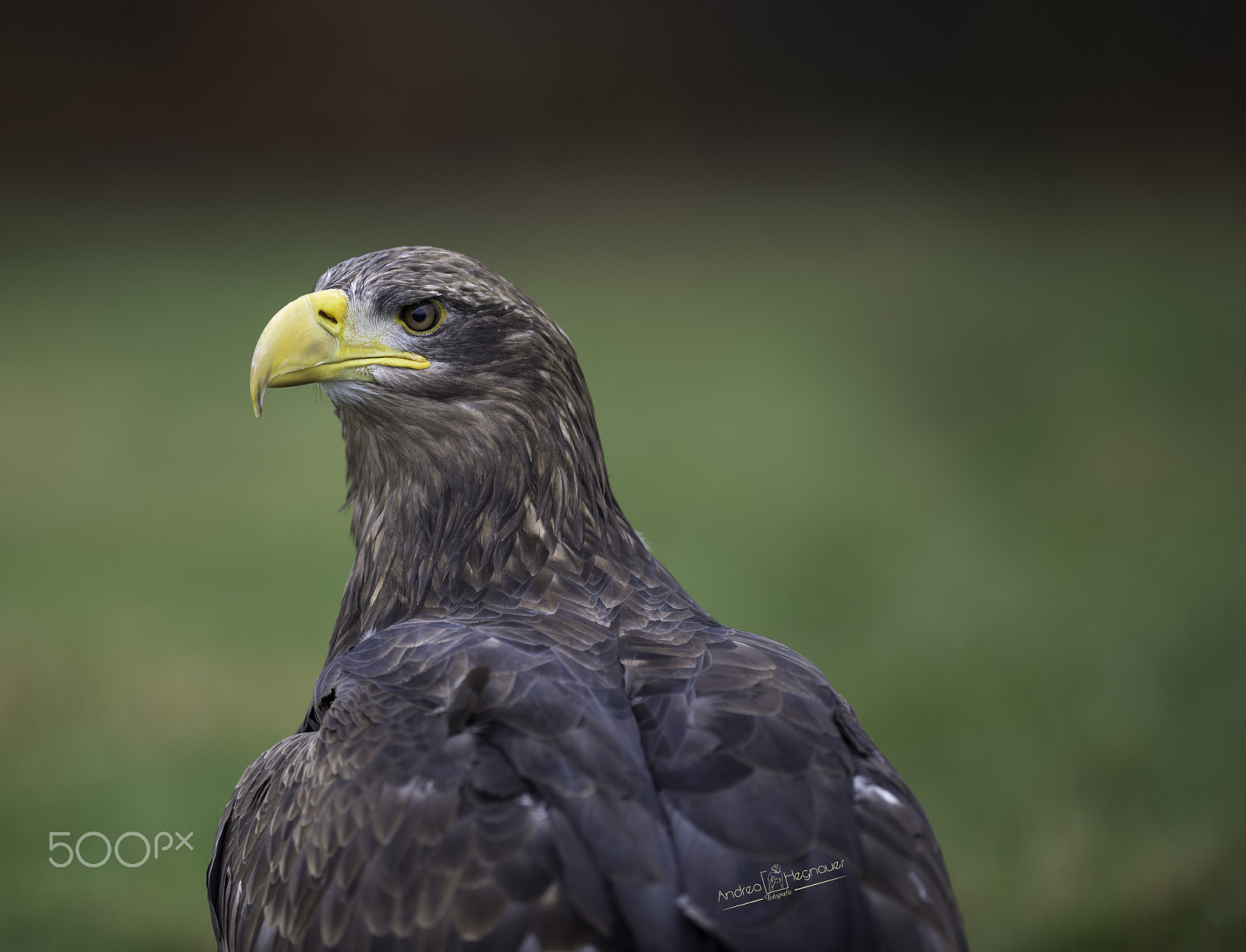 Nikon AF-S Nikkor 300mm F2.8G ED VR II sample photo. Dsc photography