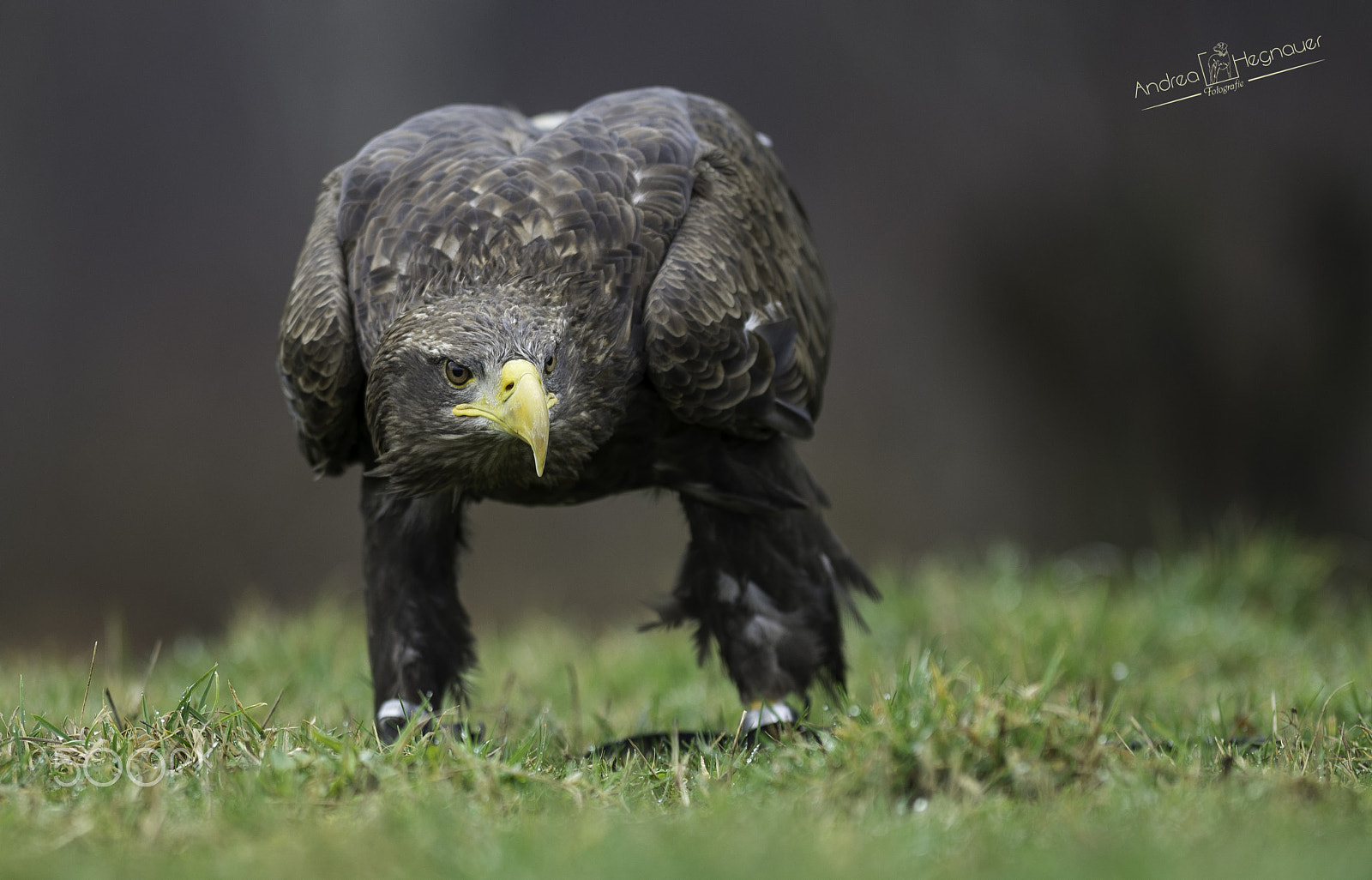 Nikon AF-S Nikkor 300mm F2.8G ED VR II sample photo. Bearbeitet photography