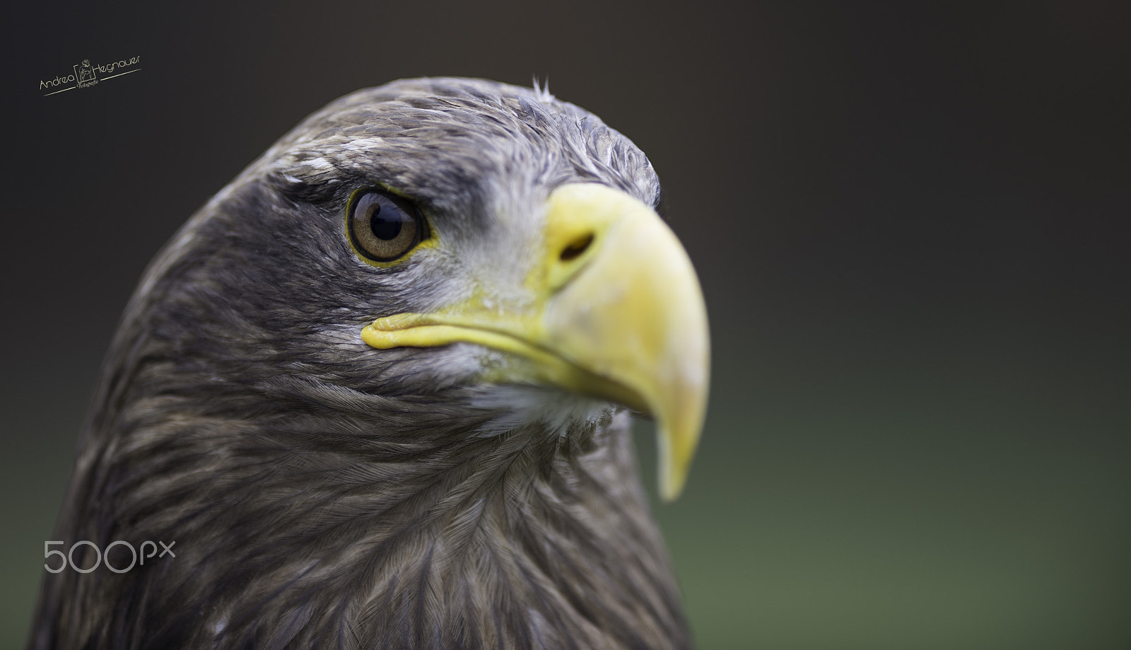 Nikon AF-S Nikkor 300mm F2.8G ED VR II sample photo. Dsc photography
