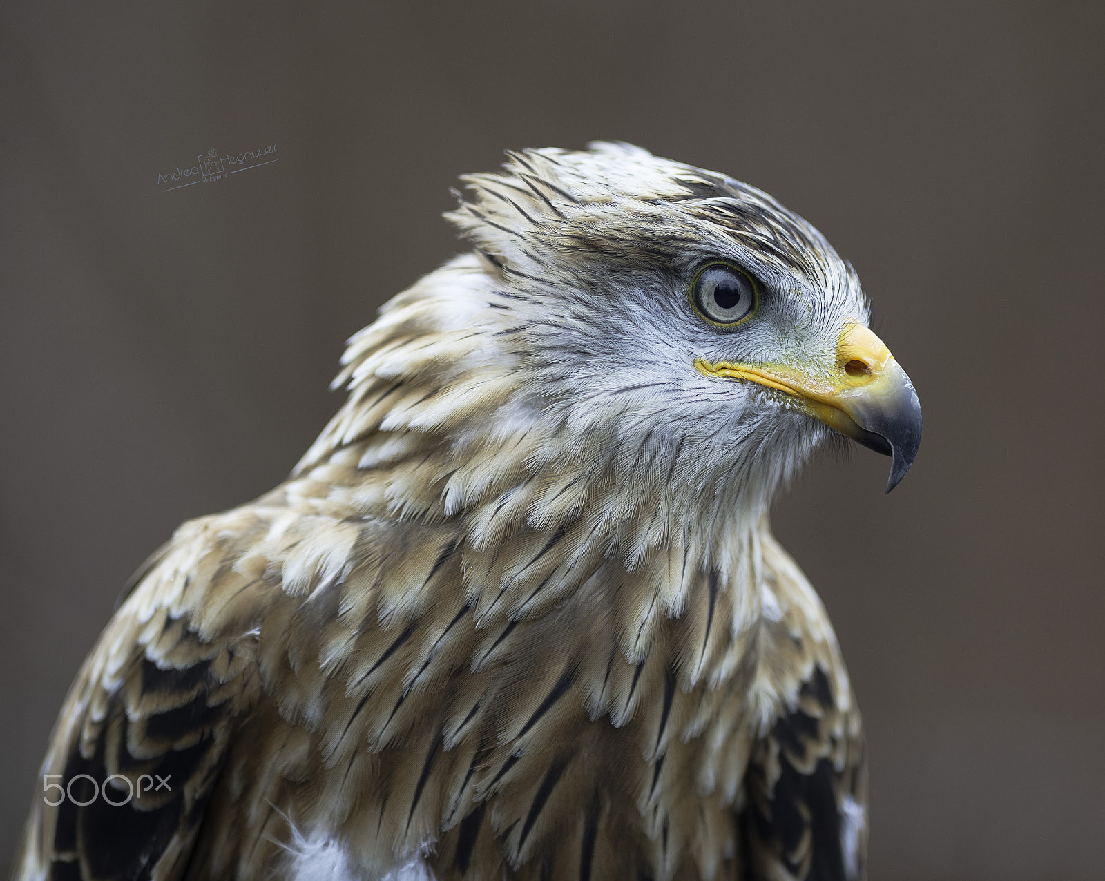 Nikon AF-S Nikkor 300mm F2.8G ED VR II sample photo. Dsc photography