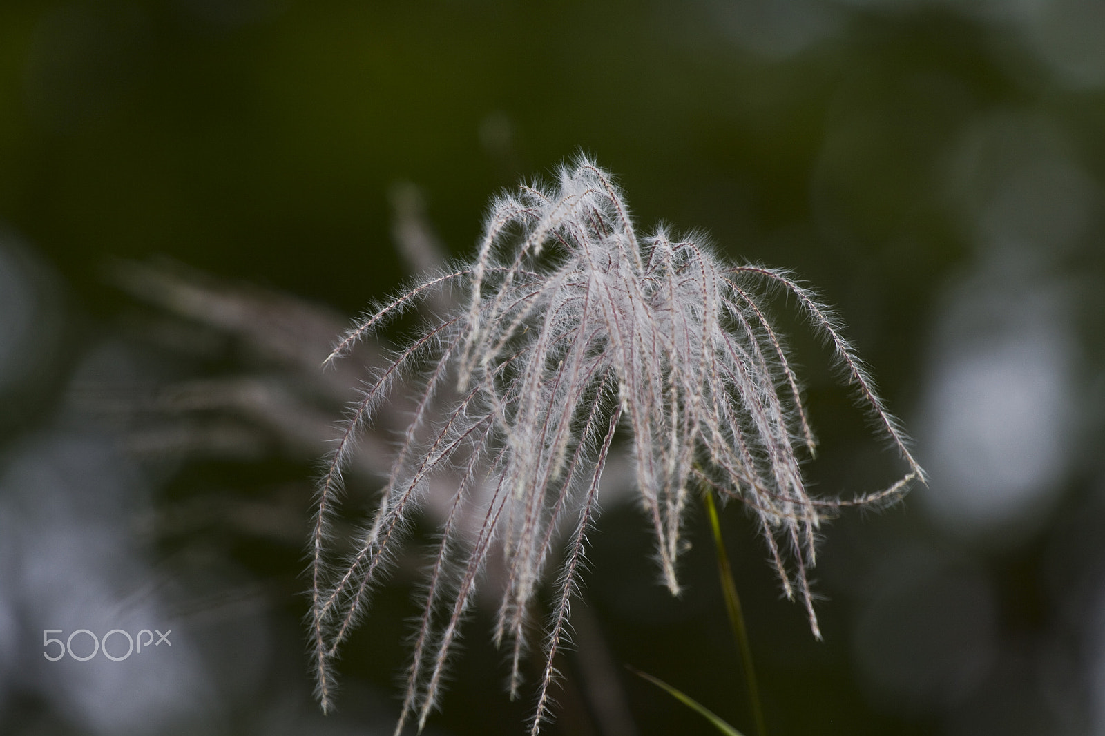 Canon EF 100-400mm F4.5-5.6L IS USM sample photo. Seeds photography