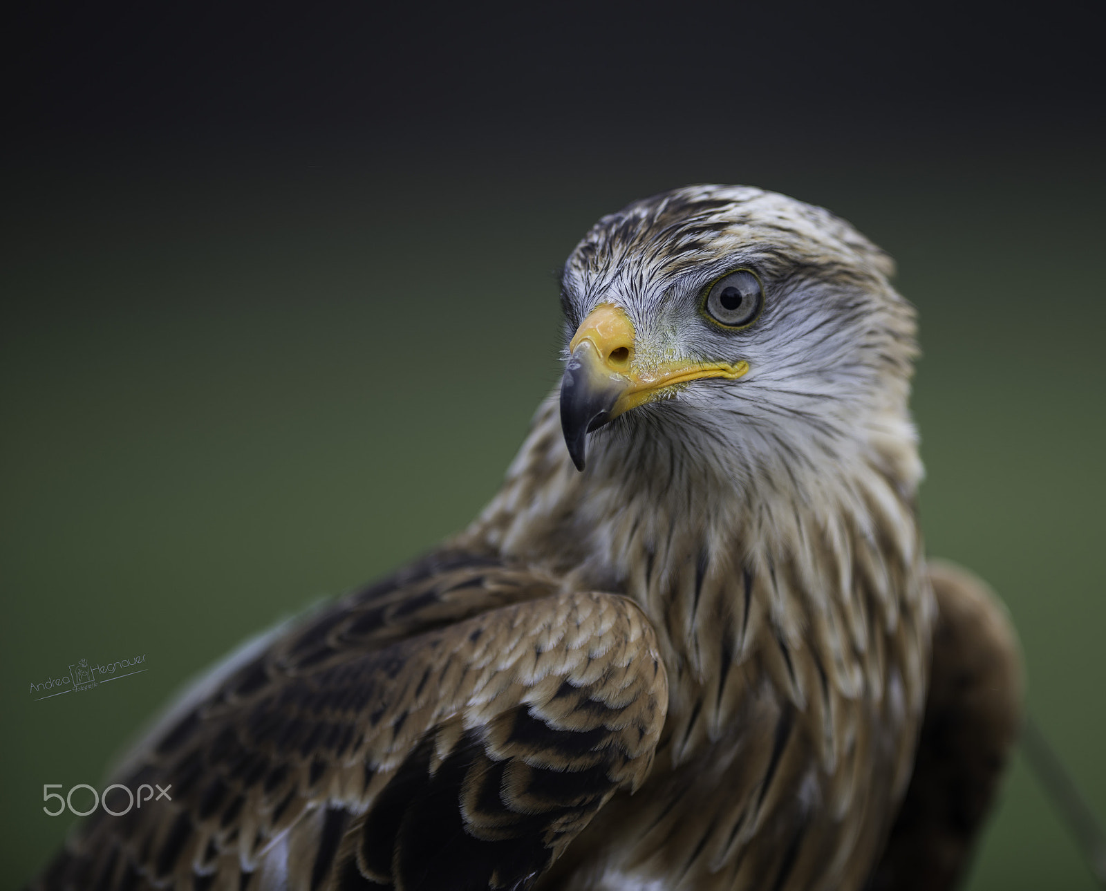 Nikon AF-S Nikkor 300mm F2.8G ED VR II sample photo. Dsc photography