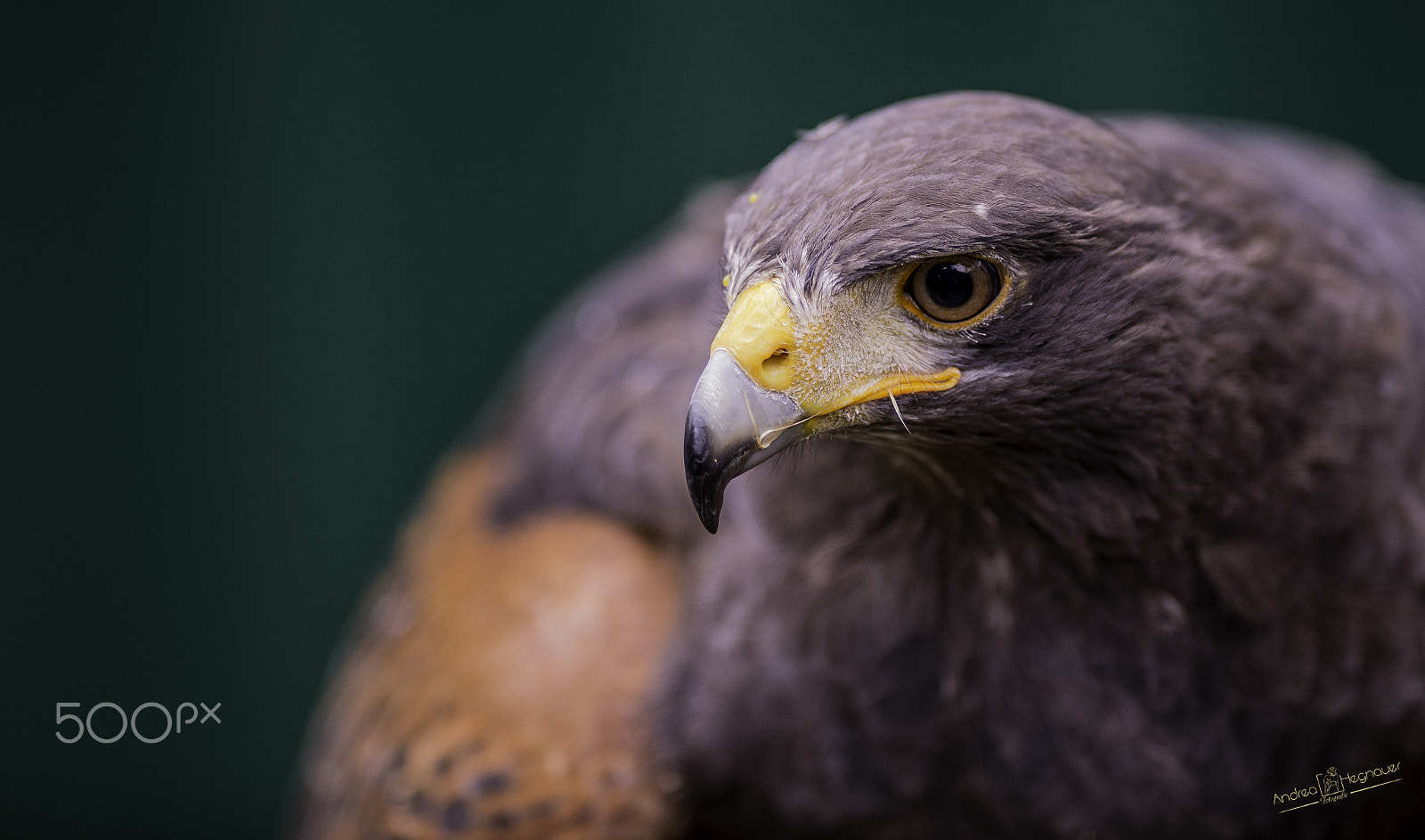 Nikon AF-S Nikkor 300mm F2.8G ED VR II sample photo. Dsc photography