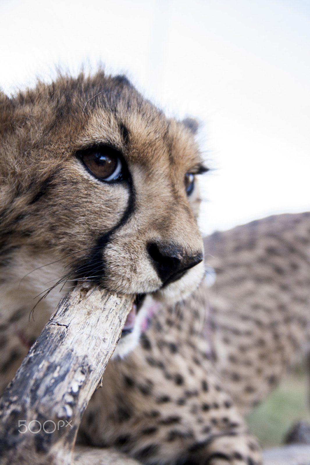 Tamron SP AF 17-50mm F2.8 XR Di II LD Aspherical (IF) sample photo. Cheetah photography
