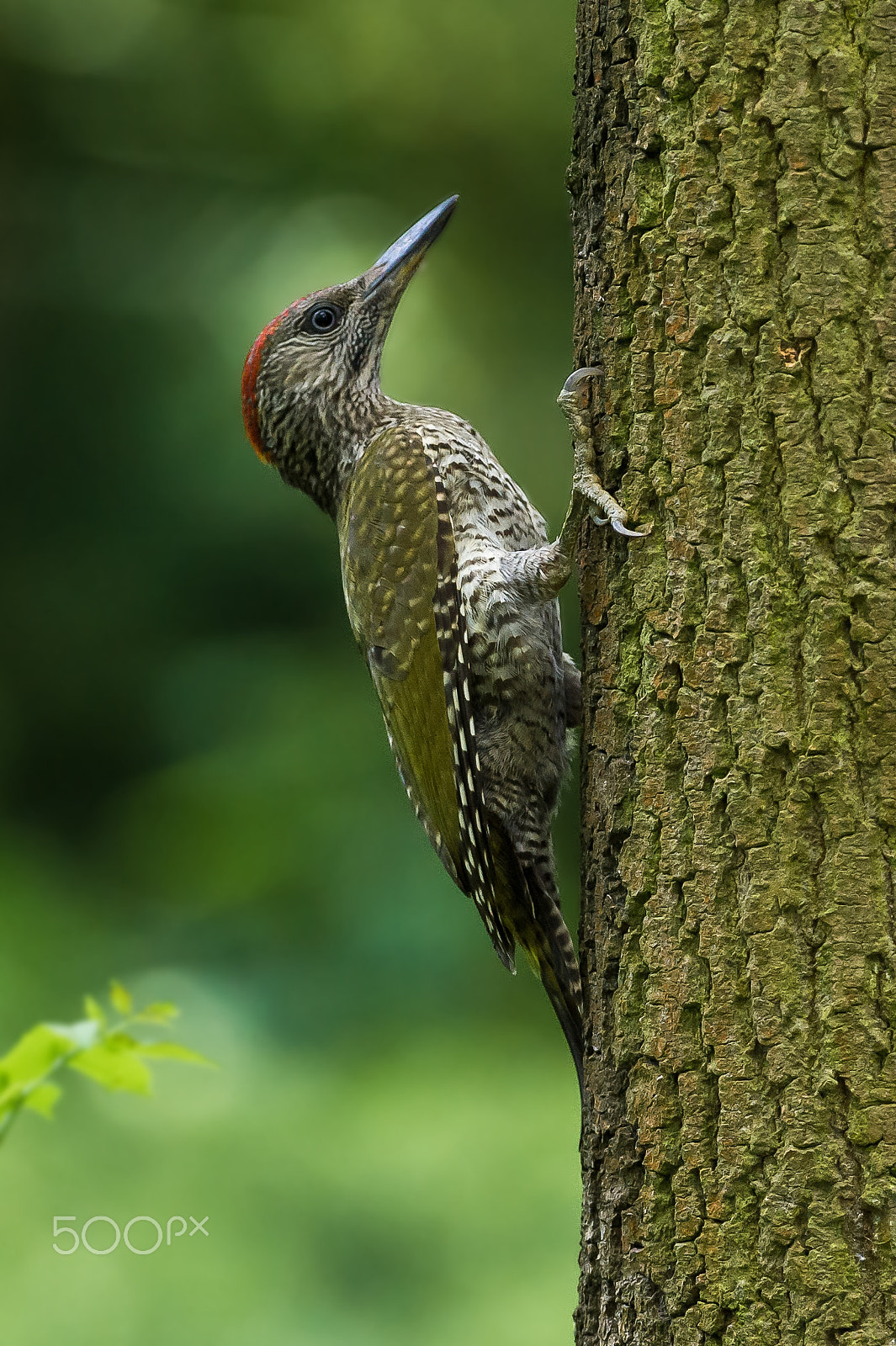 Nikon AF-S Nikkor 300mm F2.8G ED VR II sample photo. Green woodpecker photography