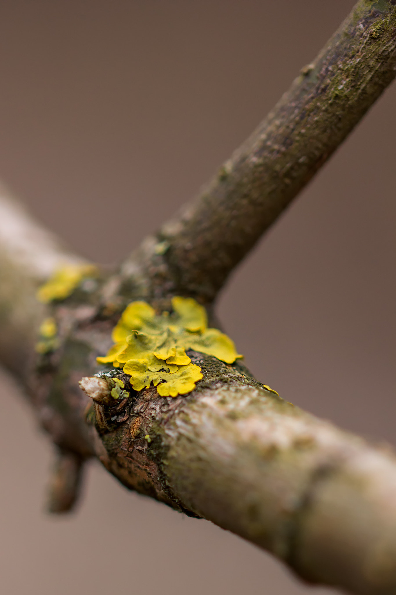 Sigma 105mm F2.8 EX DG OS HSM sample photo. Alien life photography