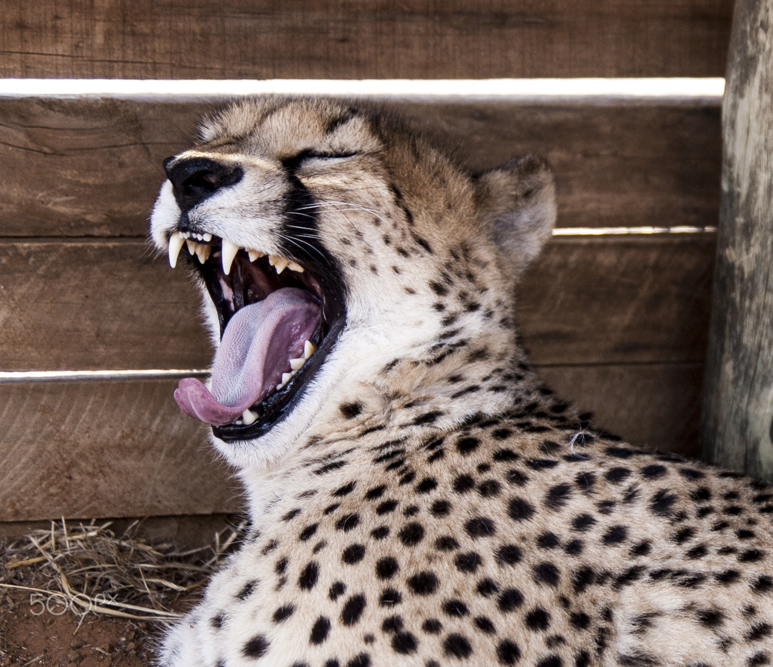 Tamron SP AF 17-50mm F2.8 XR Di II LD Aspherical (IF) sample photo. Cheetah photography