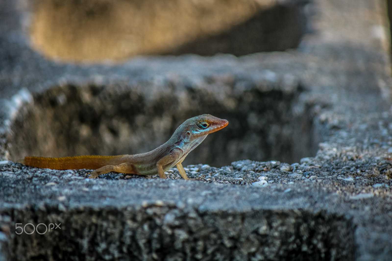Canon EF-S 55-250mm F4-5.6 IS sample photo. Img photography