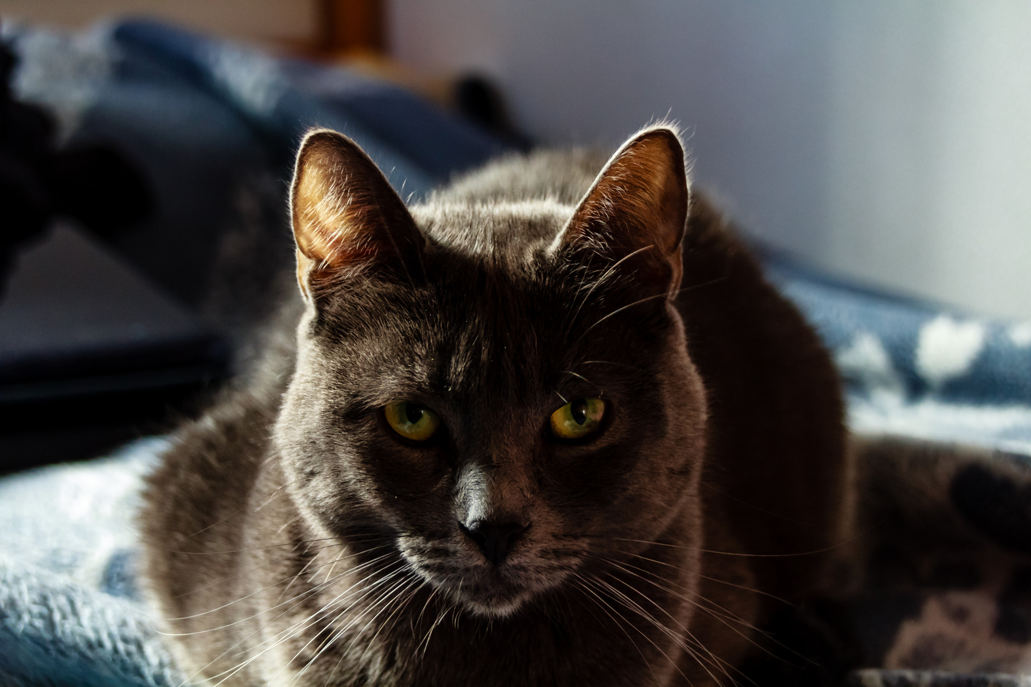 Sigma 18-250mm F3.5-6.3 DC OS HSM sample photo. Observer cat photography