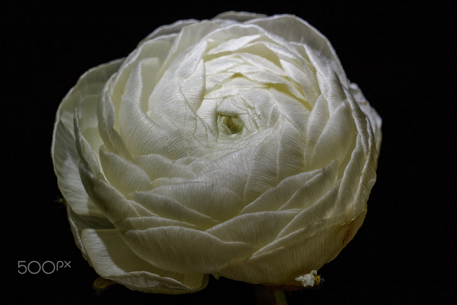 Canon EF-S 55-250mm F4-5.6 IS STM sample photo. White hdr flower photography