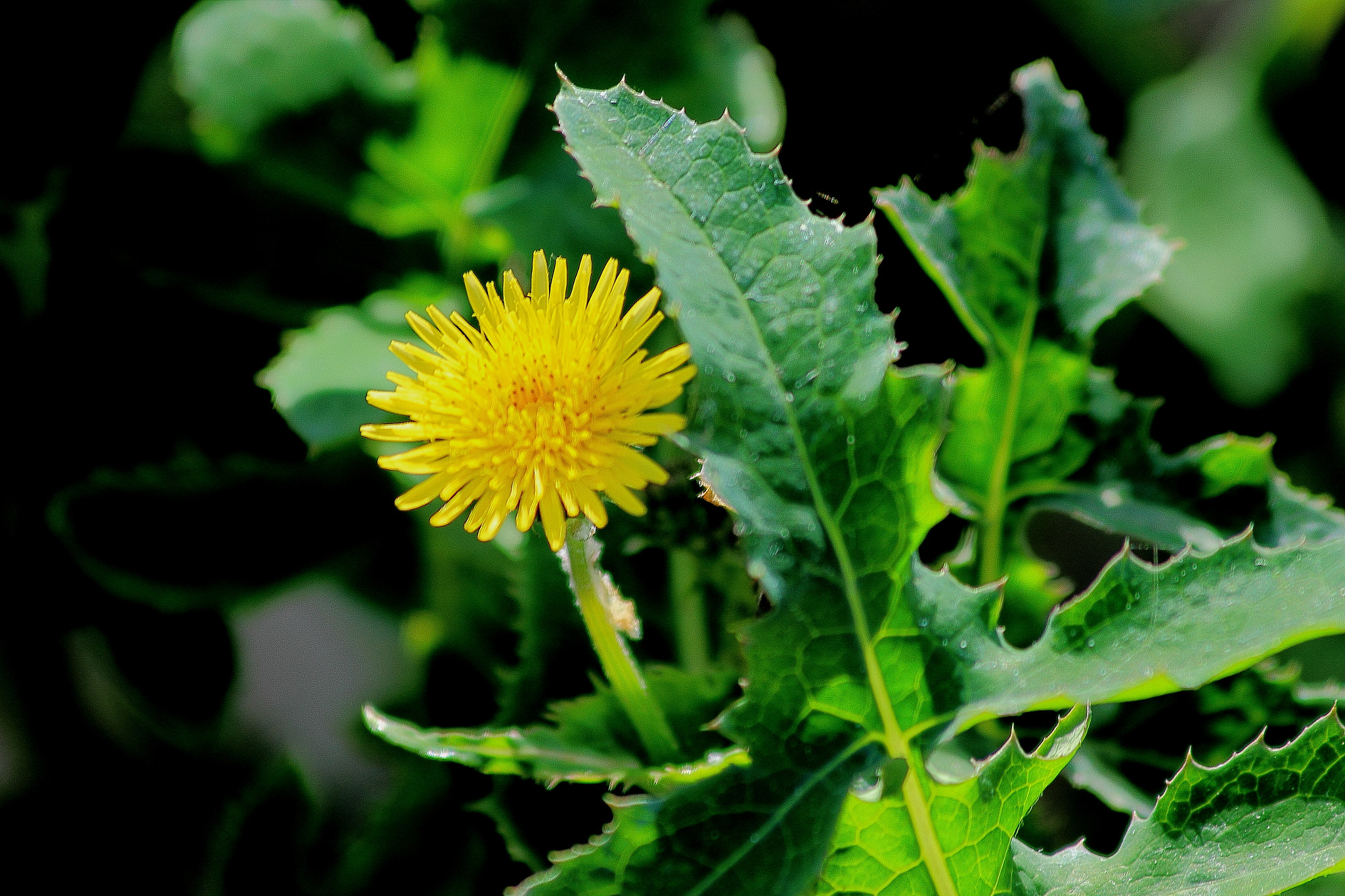 Canon EF 70-300mm F4-5.6 IS USM sample photo. Flor amarillacopia photography