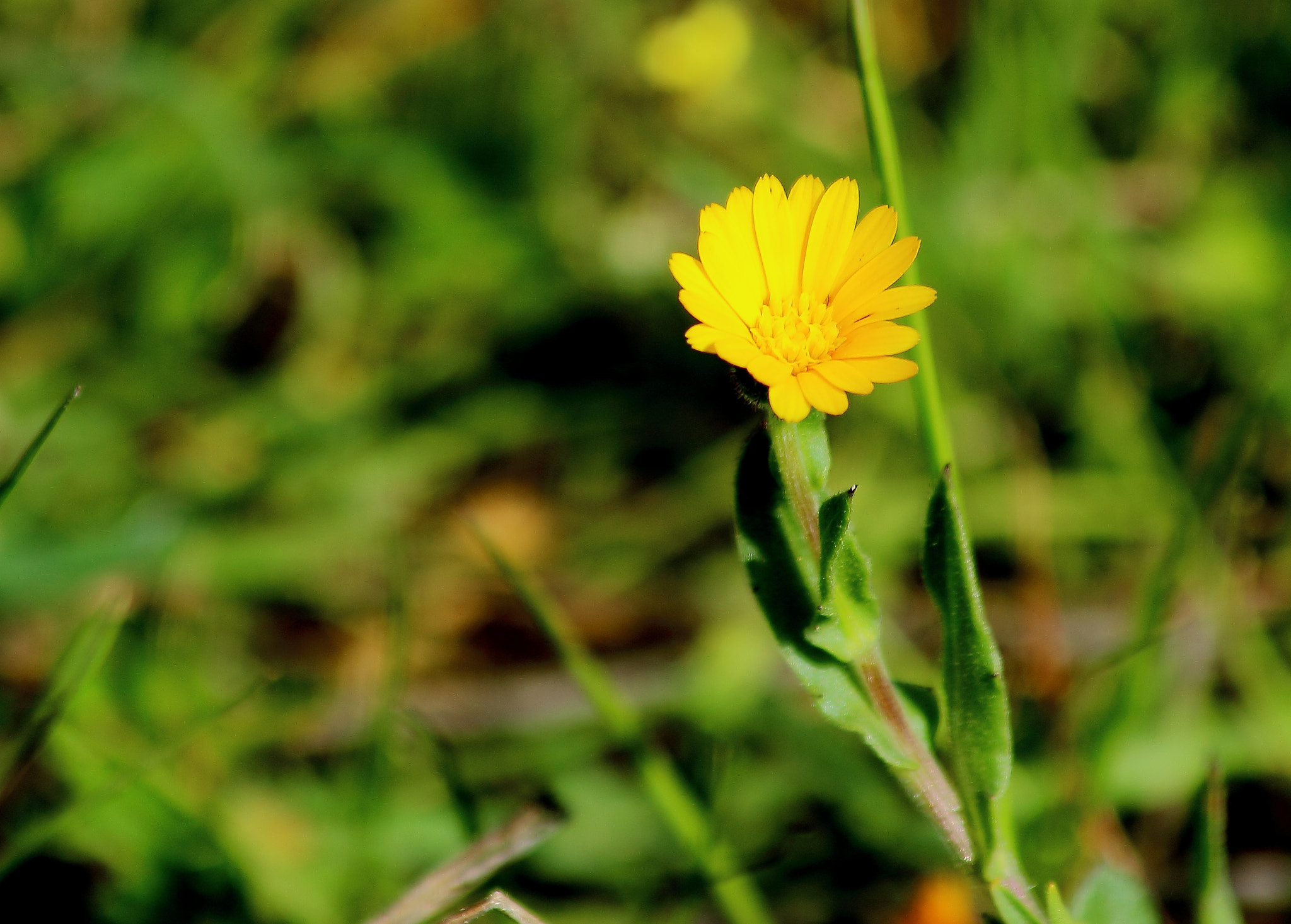 Canon EF 70-300mm F4-5.6 IS USM sample photo. Flor amarilla copia photography