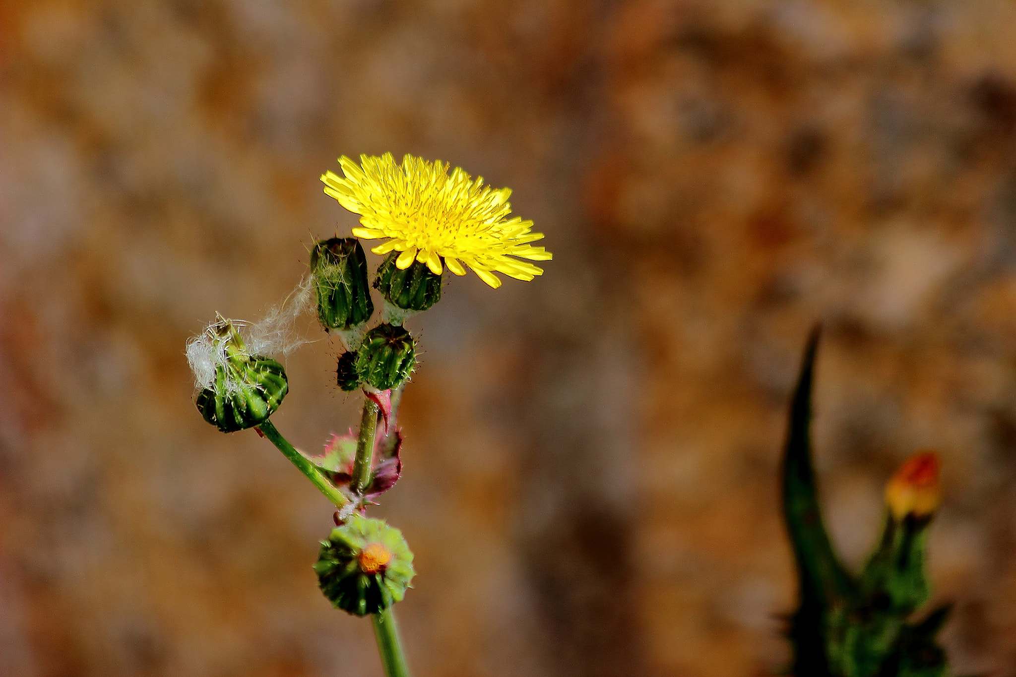 Canon EF 70-300mm F4-5.6 IS USM sample photo. Flor amarillacopia photography