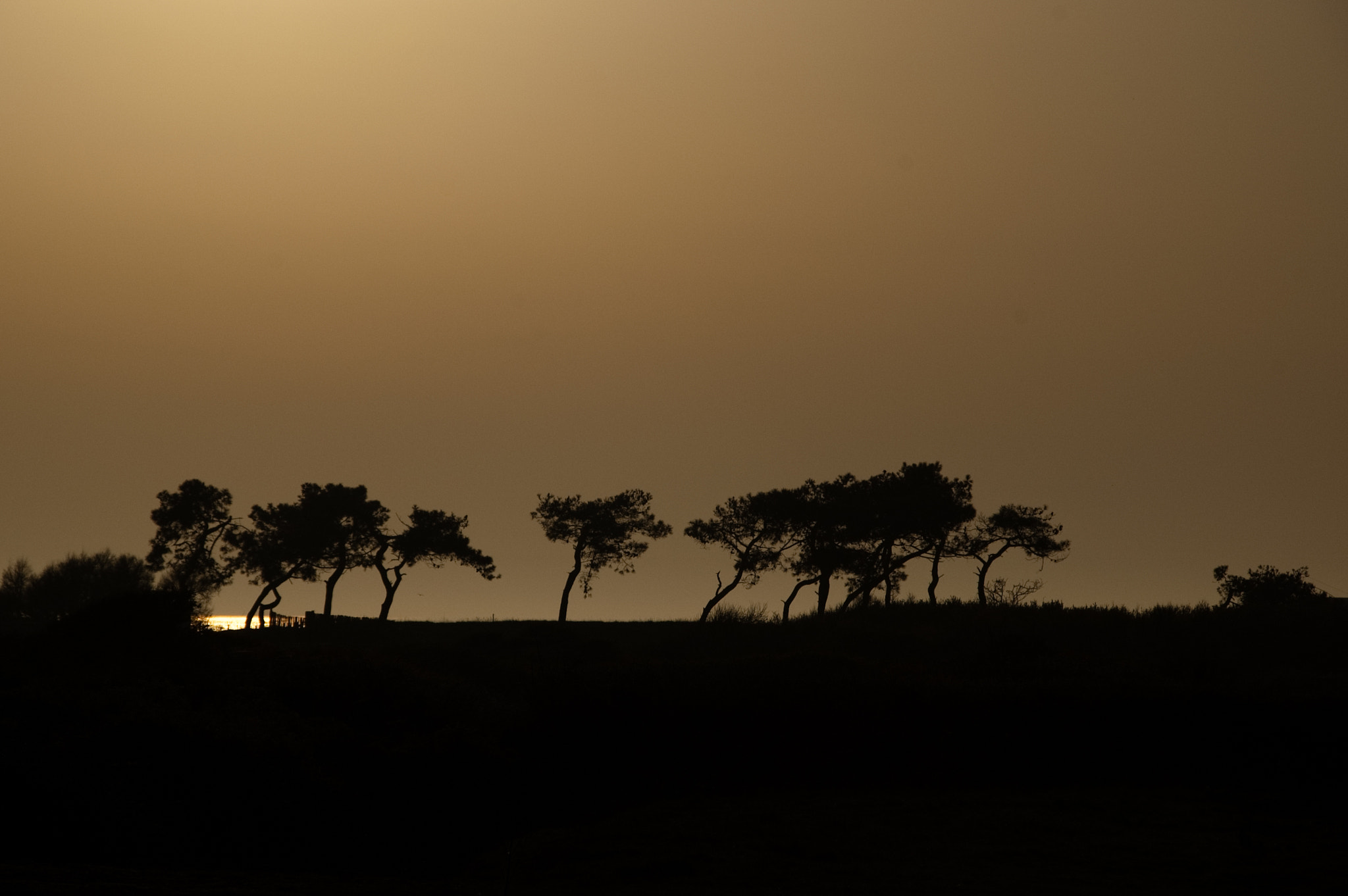Nikon D50 sample photo. Almost africa... photography