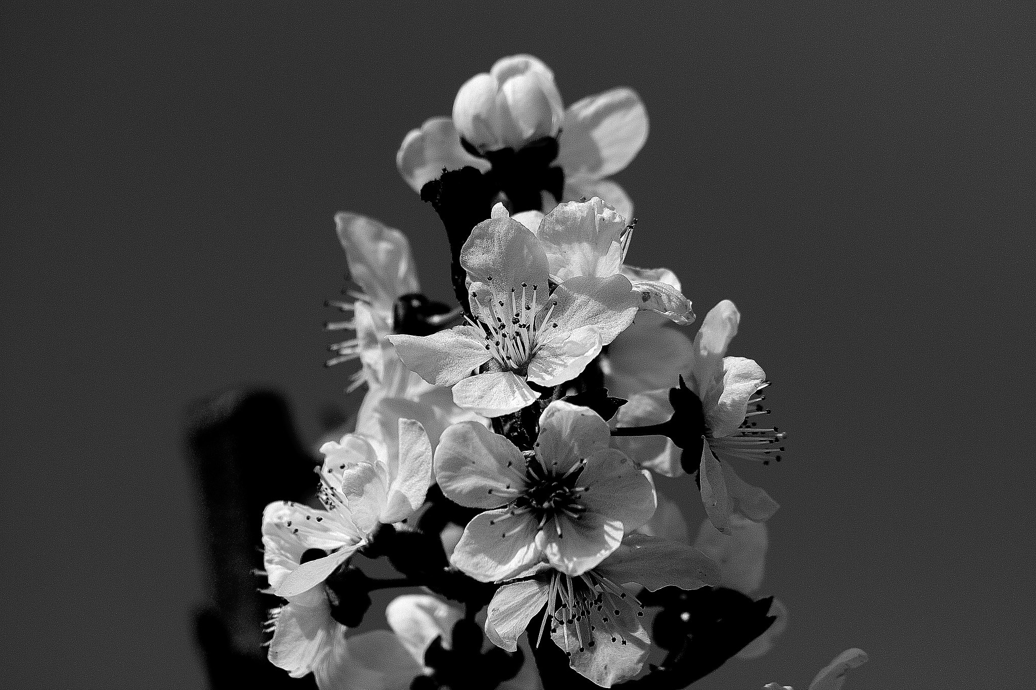 Canon EF 70-300mm F4-5.6 IS USM sample photo. Flor black and white photography