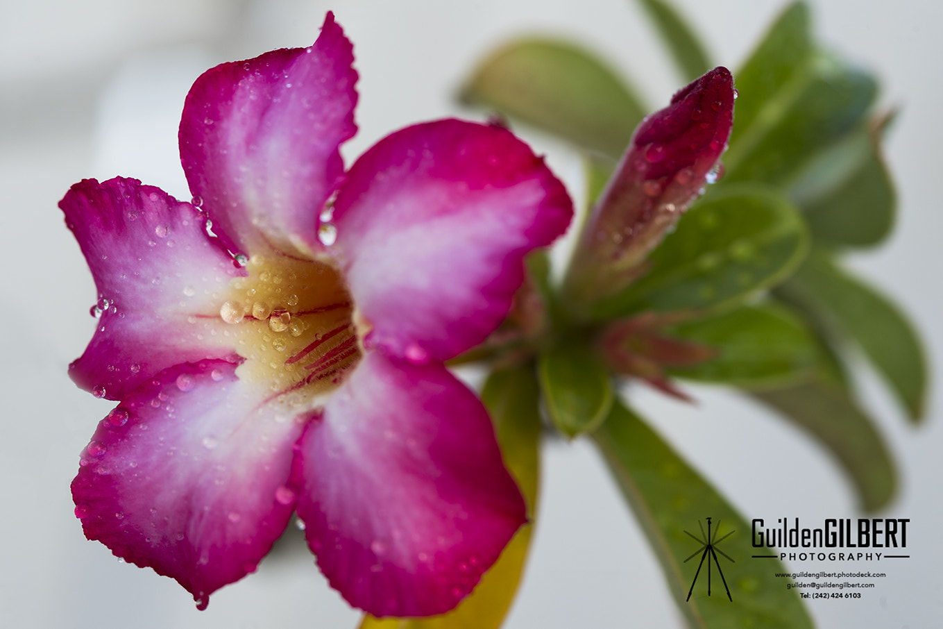 Nikon D3S sample photo. Desert rose photography