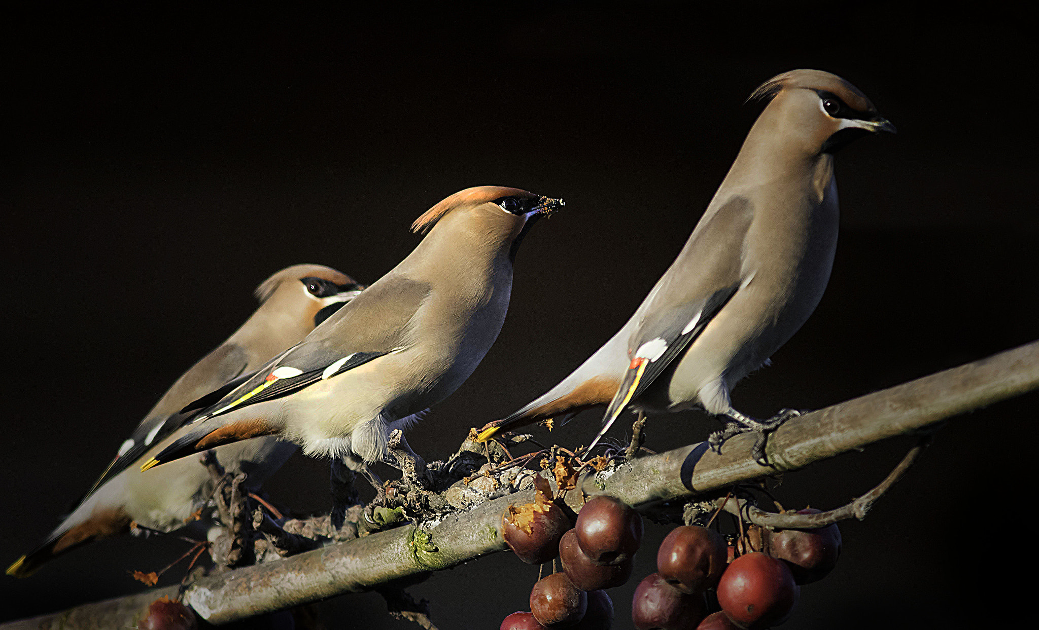 Canon EF 400mm F5.6L USM sample photo. Three of a kind photography