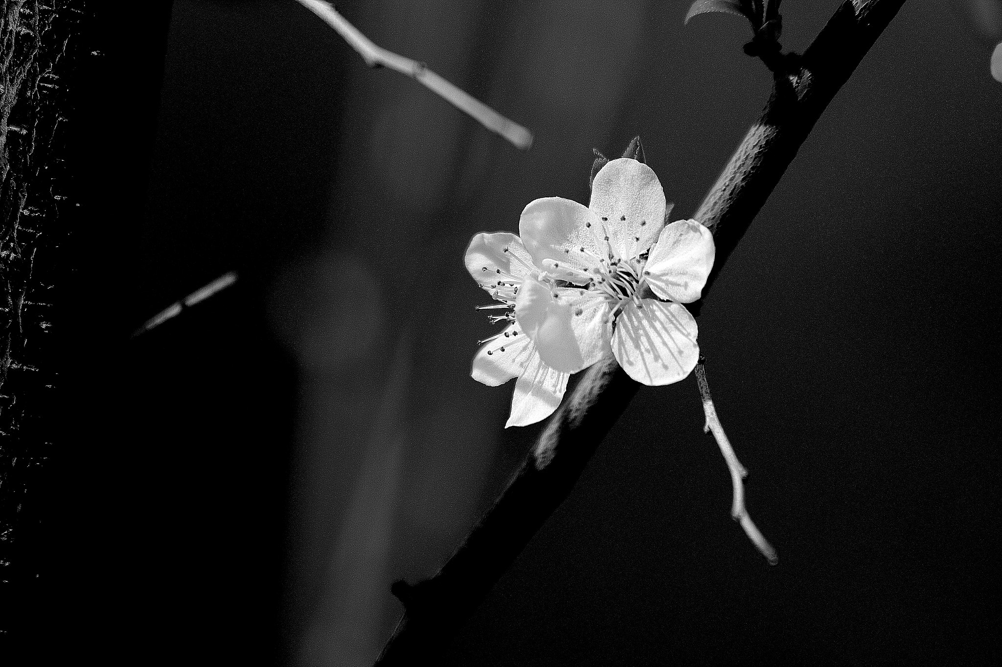 Canon EF 70-300mm F4-5.6 IS USM sample photo. Flor black and white photography