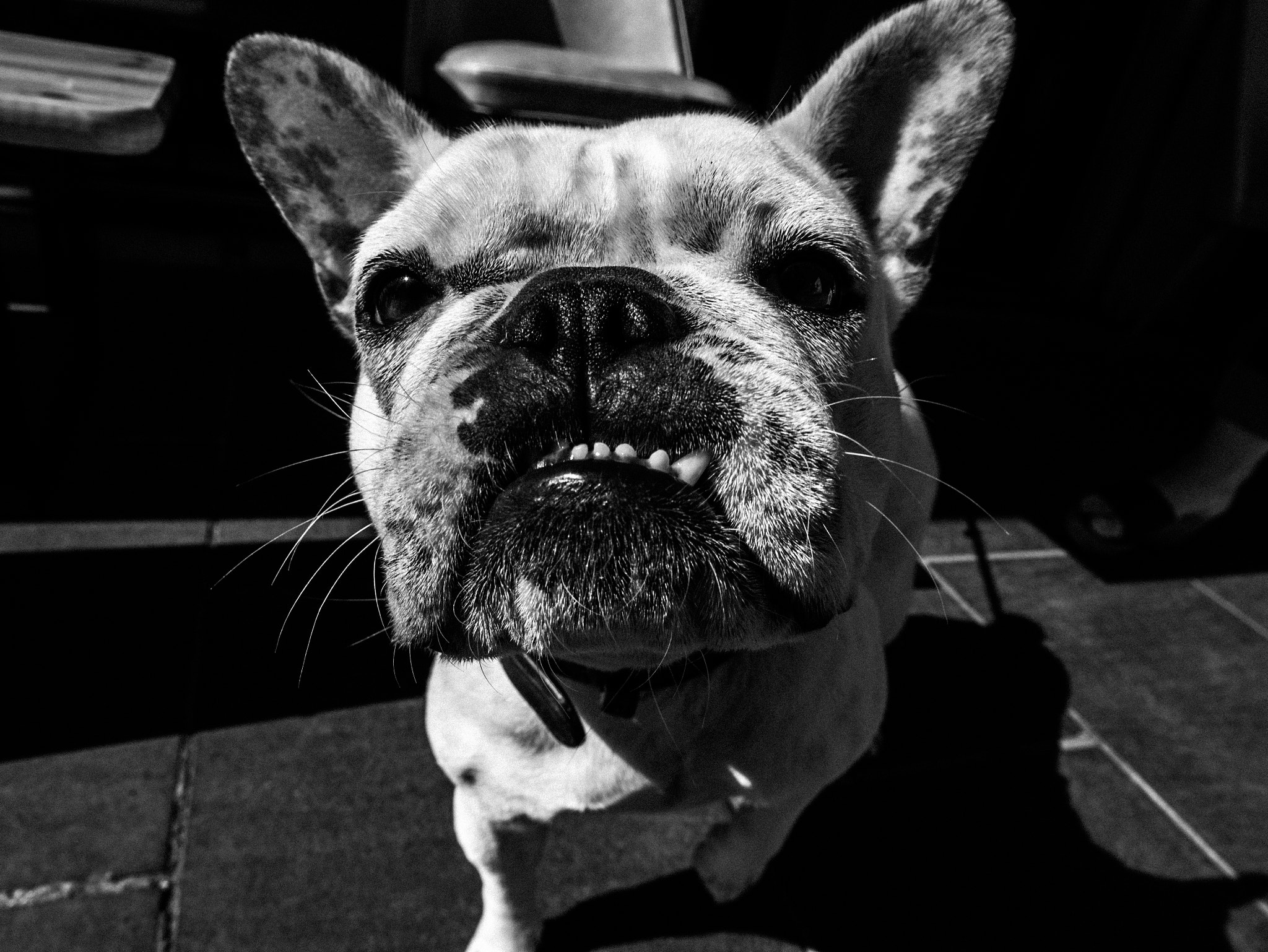 Panasonic Lumix DMC-G85 (Lumix DMC-G80) sample photo. Bulldog portrait... photography