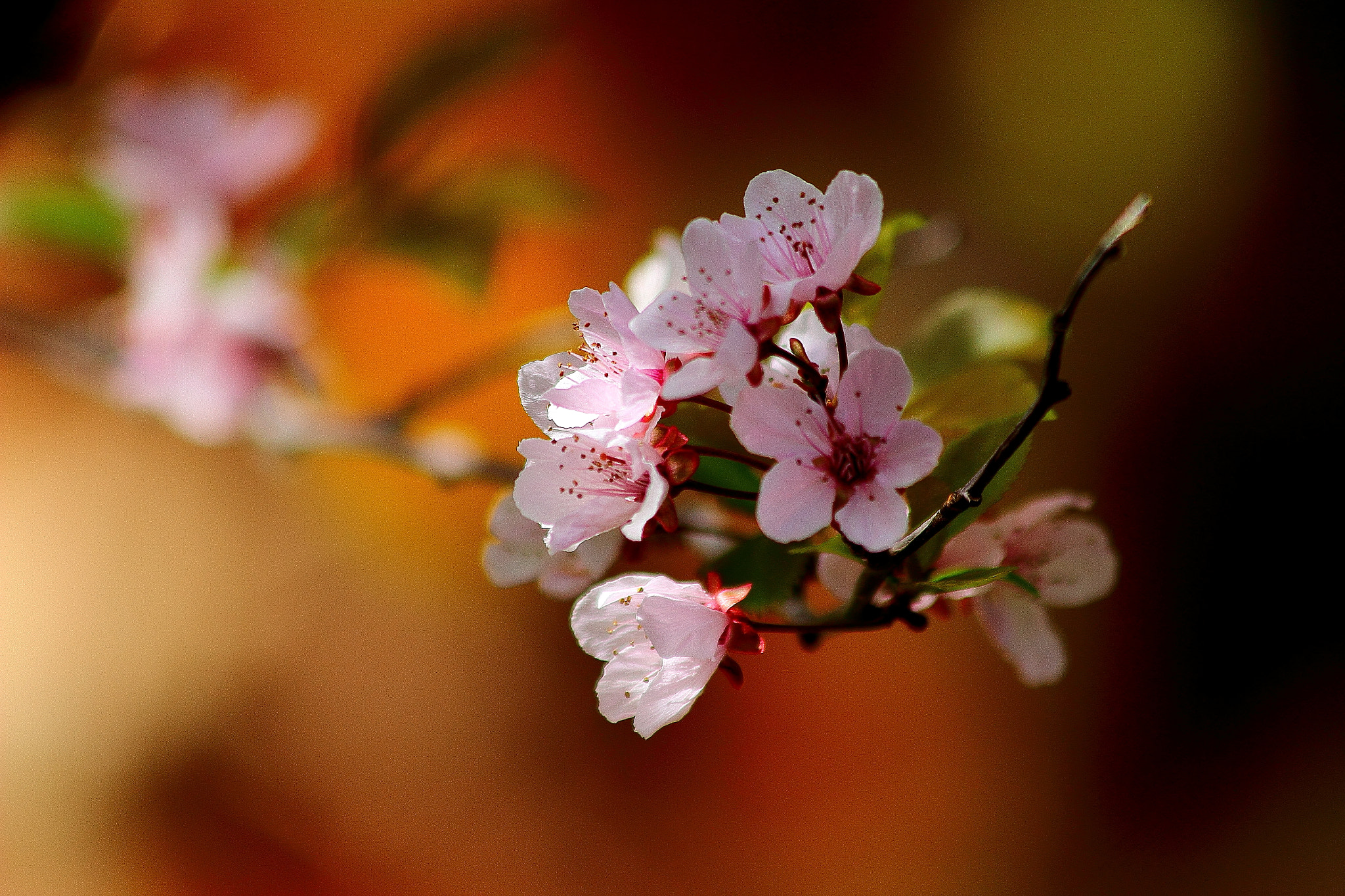 Canon EF 70-300mm F4-5.6 IS USM sample photo. Flor cerezo photography