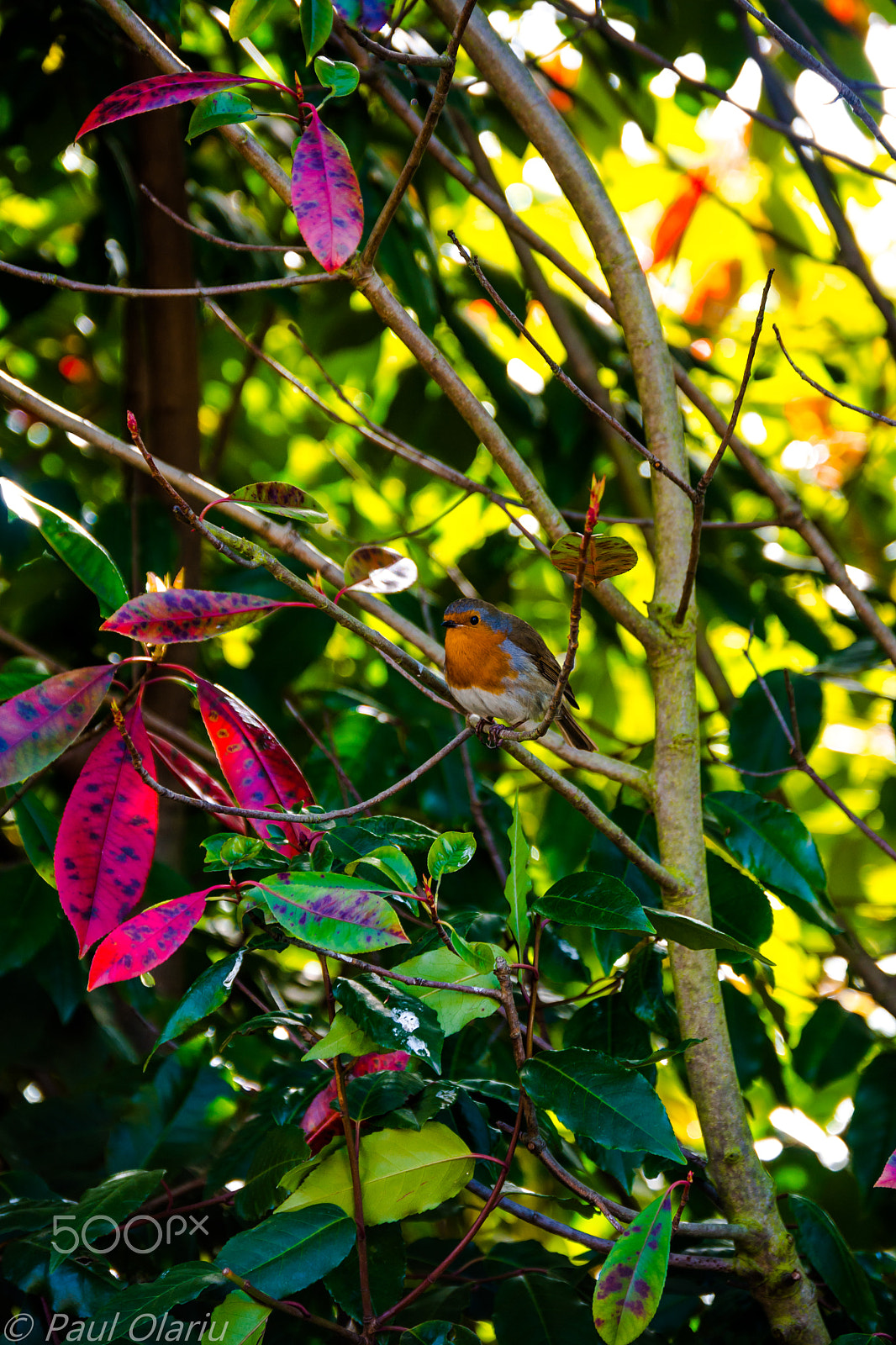 Nikon D7200 sample photo. Tweet tweet photography