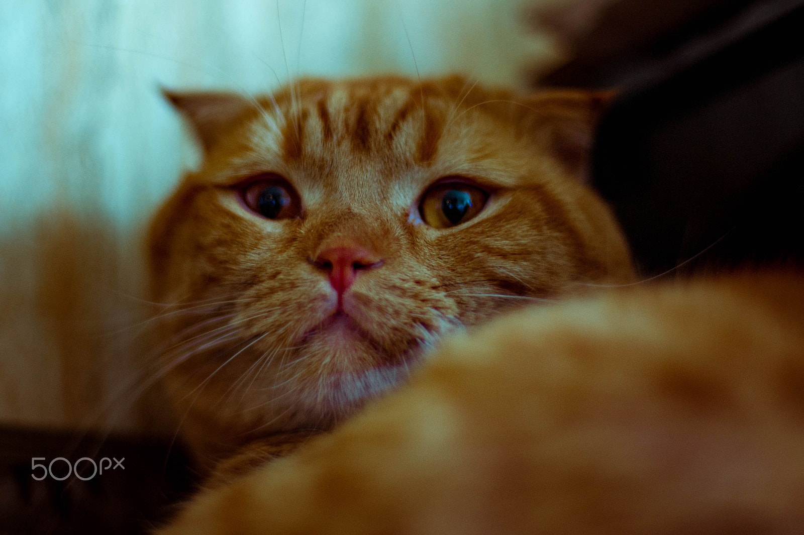 Nikon D700 + Nikon AF Nikkor 50mm F1.4D sample photo. Ferdinand the cat photography