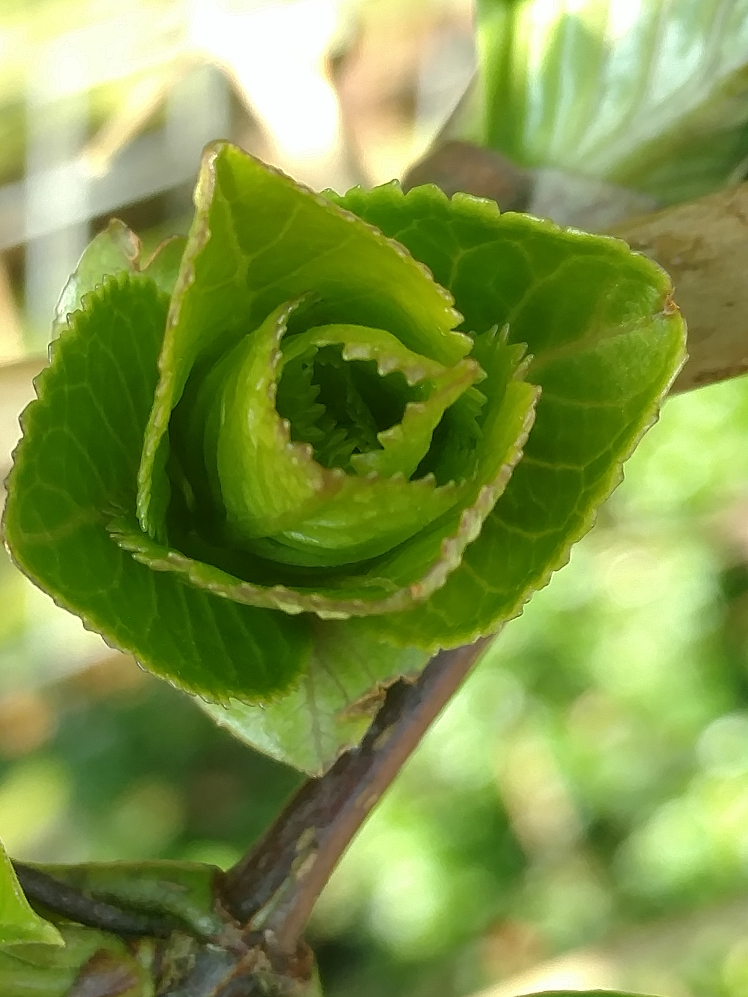 Motorola Moto X Style sample photo. Nature march 2017 photography