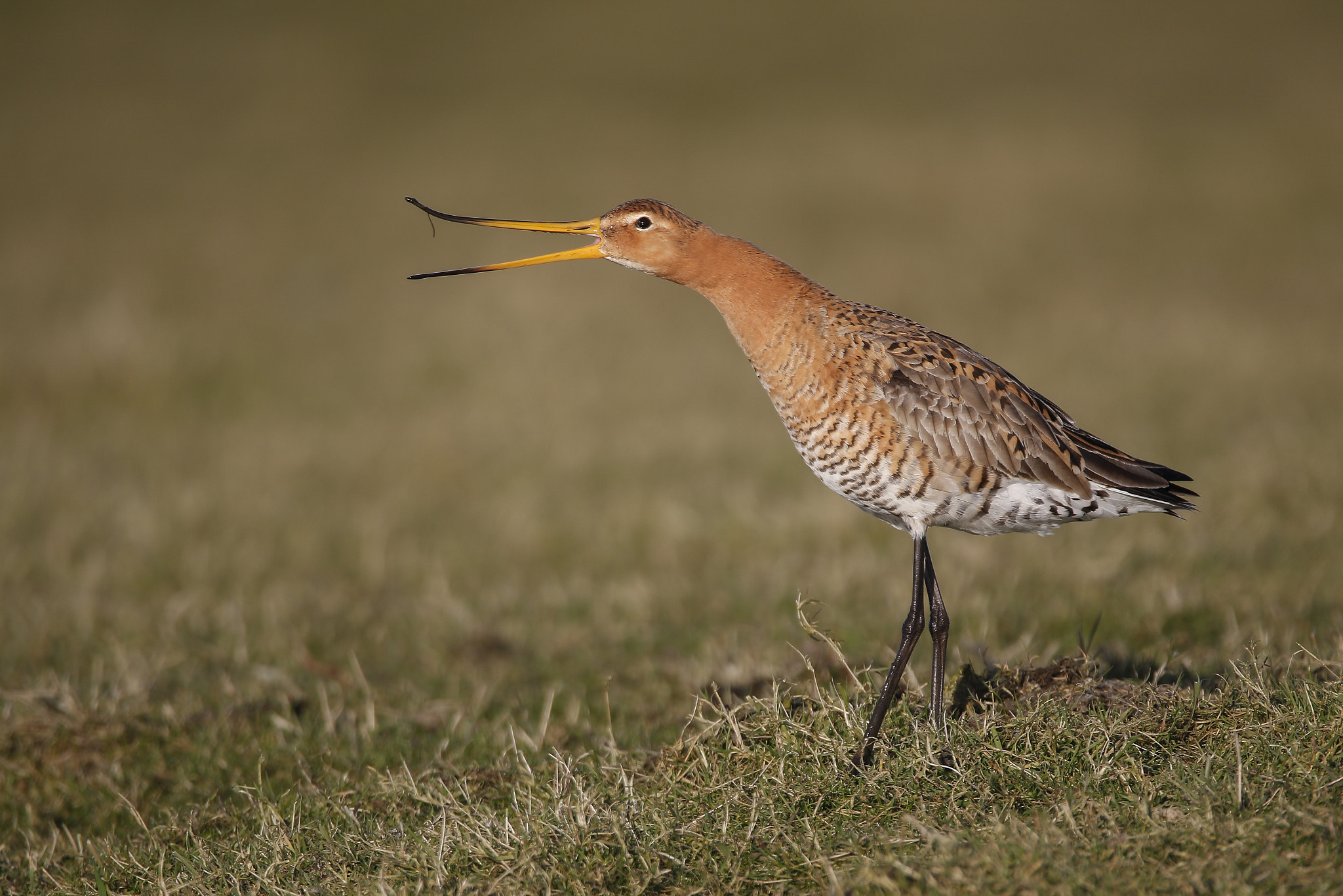 150-600mm F5-6.3 DG OS HSM | Sports 014 sample photo. Black-tailed godwit photography